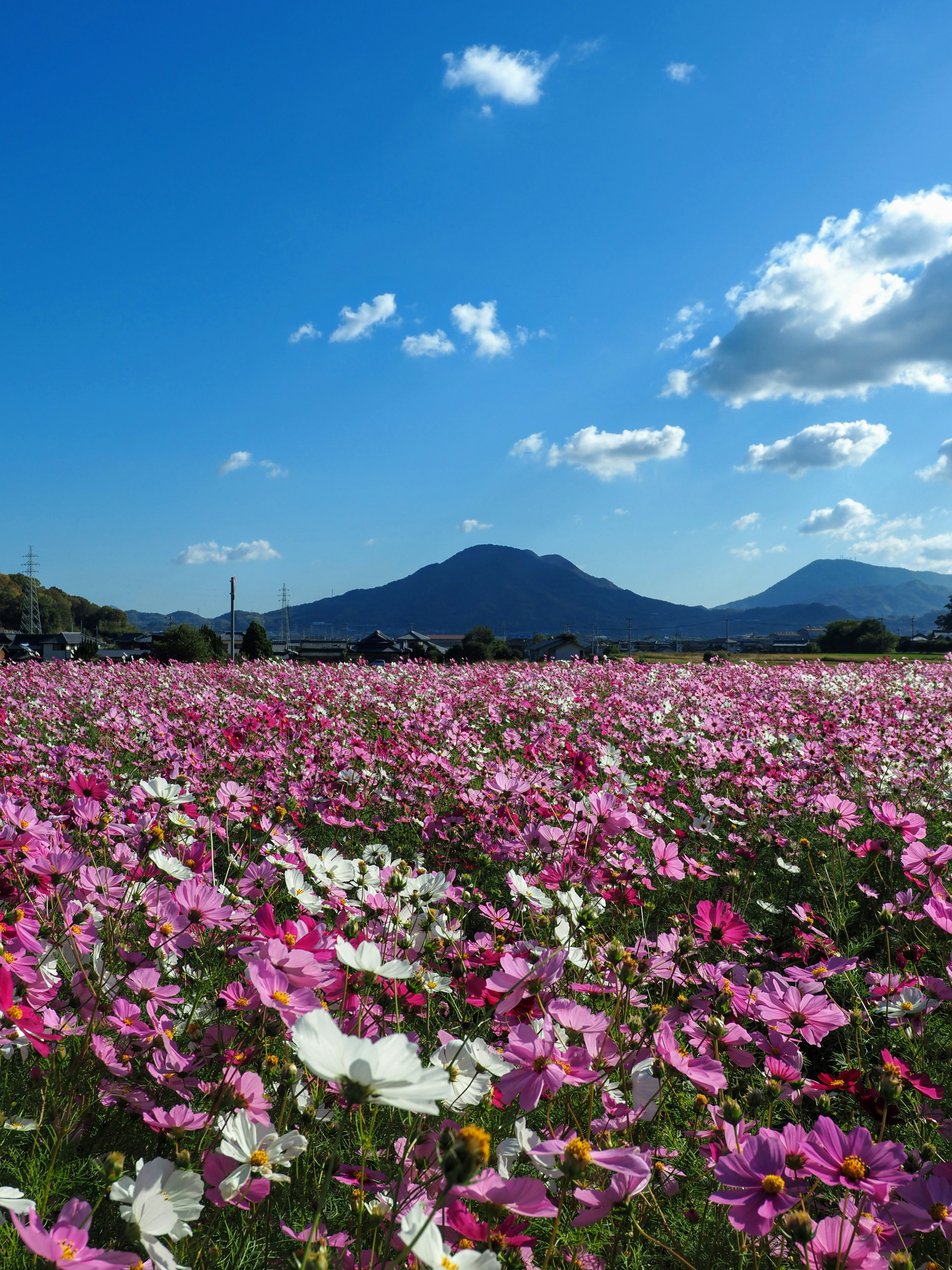 Colorful flower field under a blue sky with mountains in the background