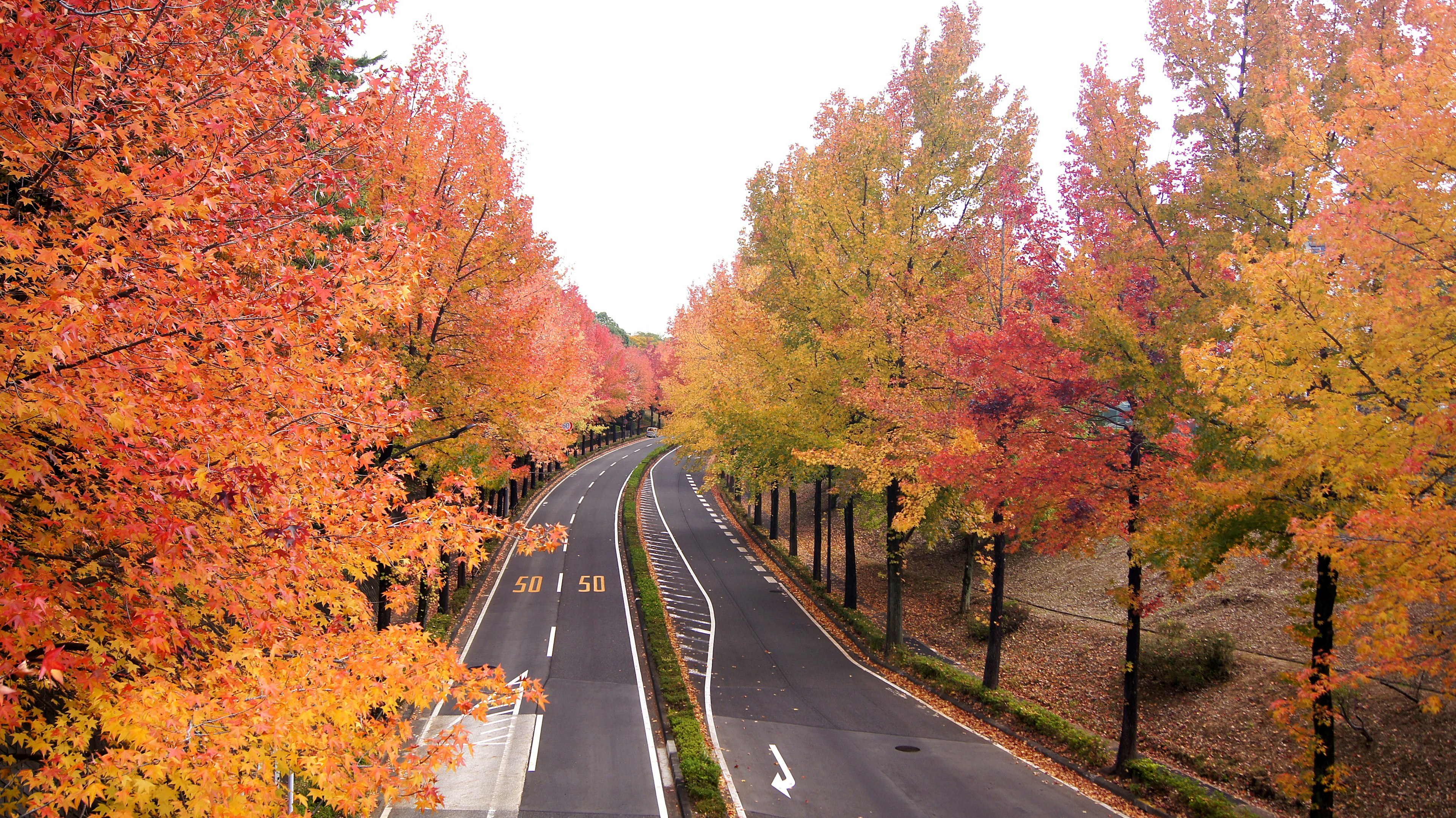 Route entourée d'arbres d'automne vibrants