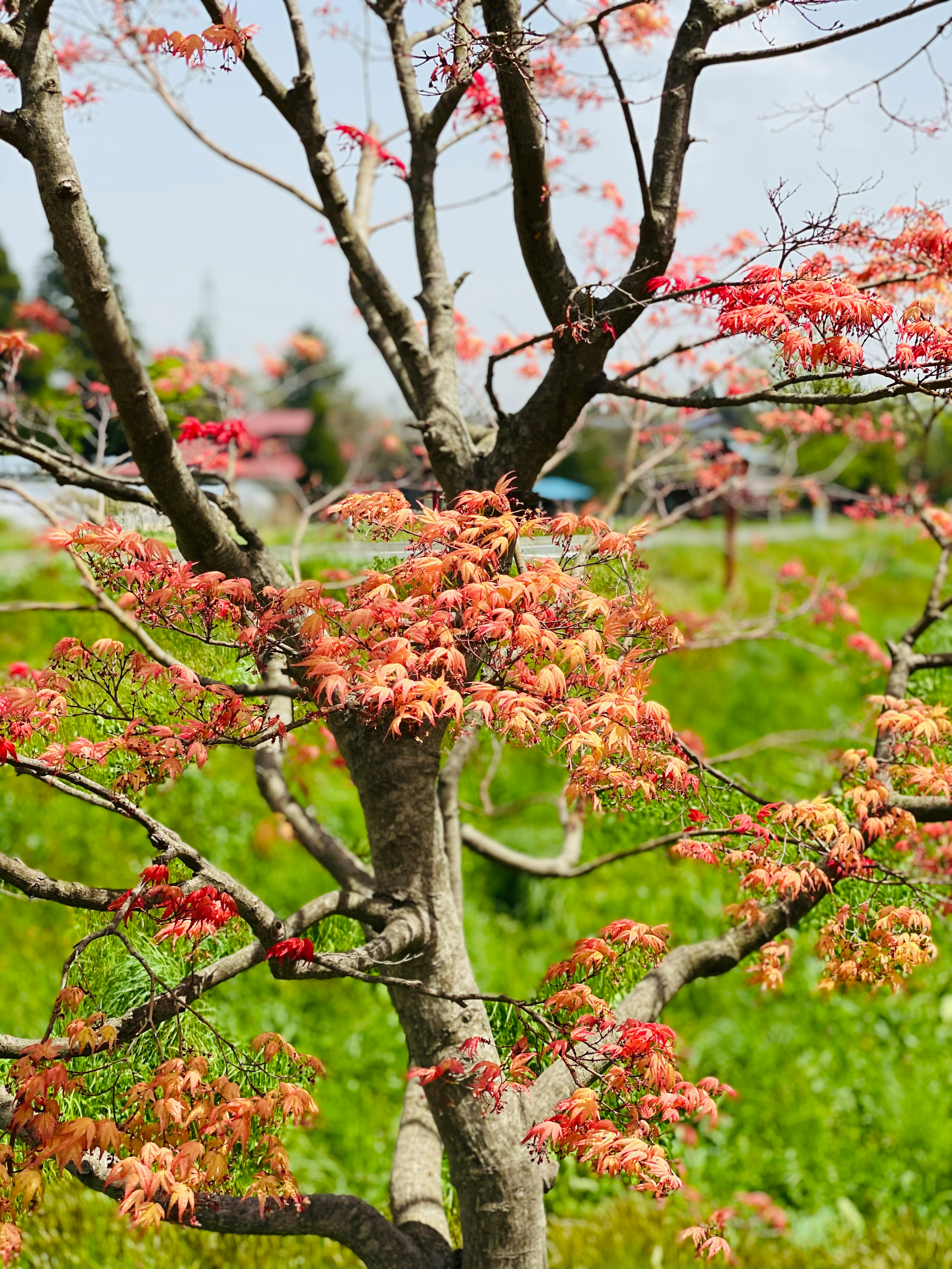 春に咲くピンクの花をつけた木の枝