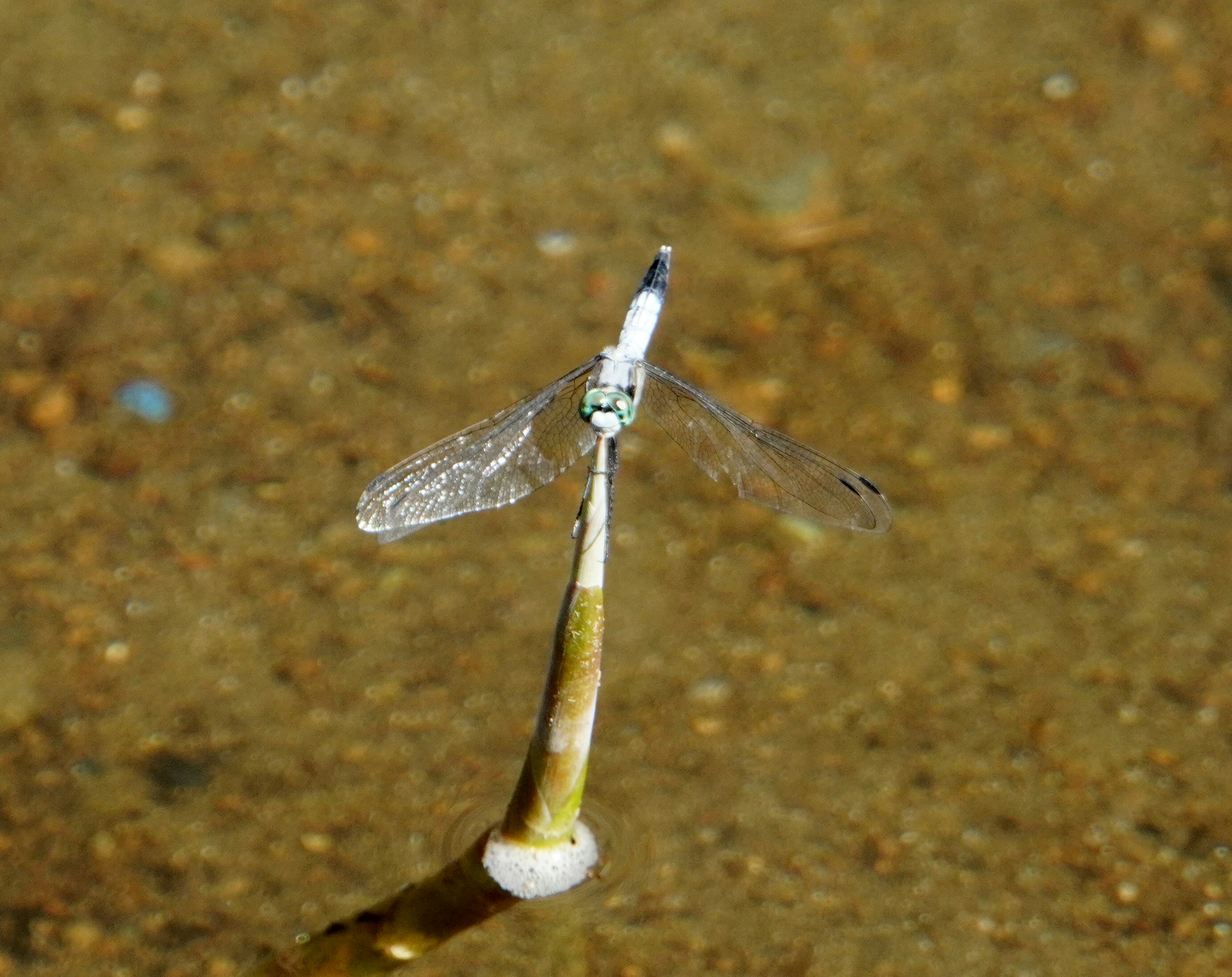 水面に停まる昆虫の写真透明な羽と細長い体を持つ