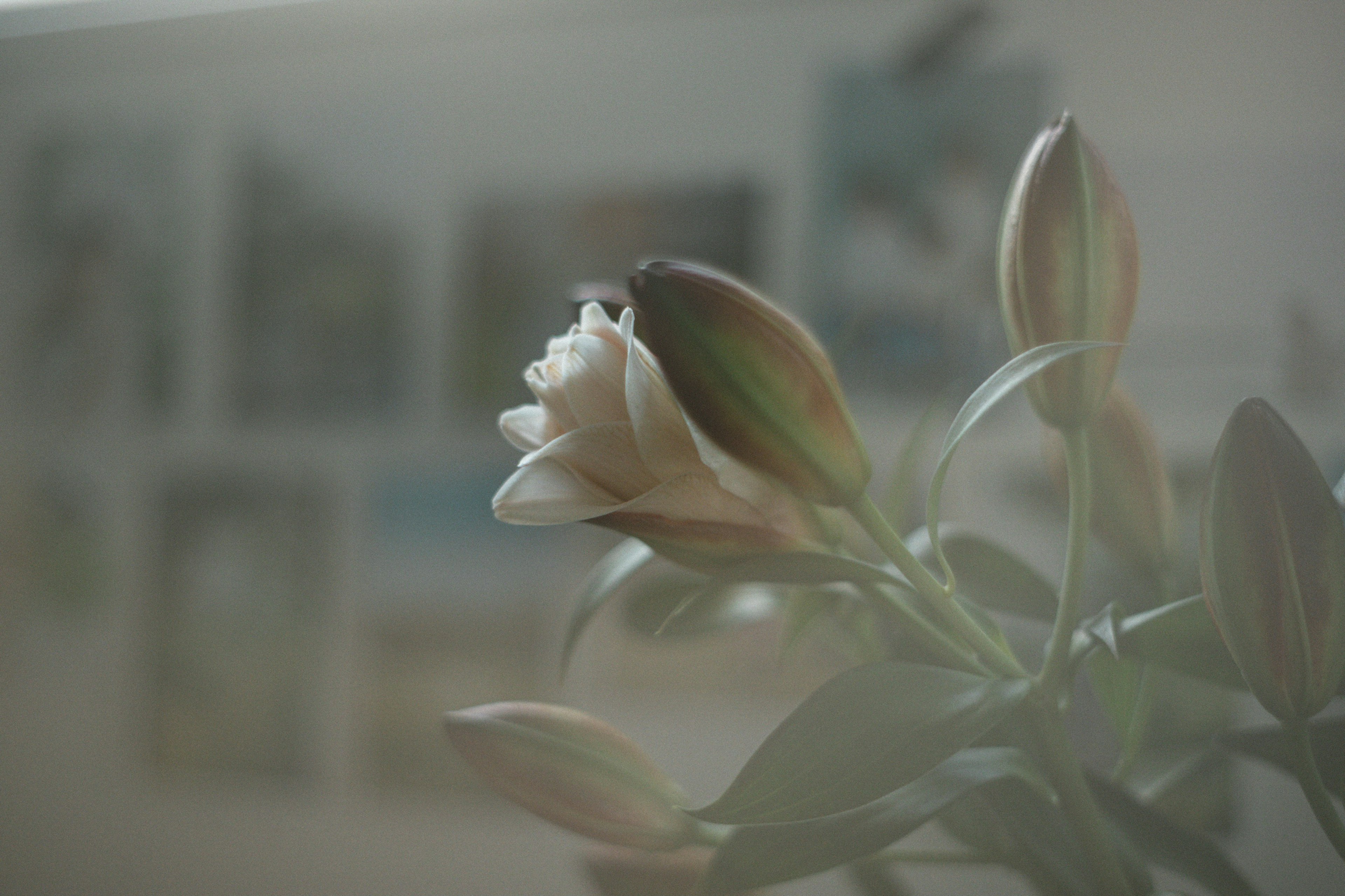 Close-up of a white flower and buds with a blurred background