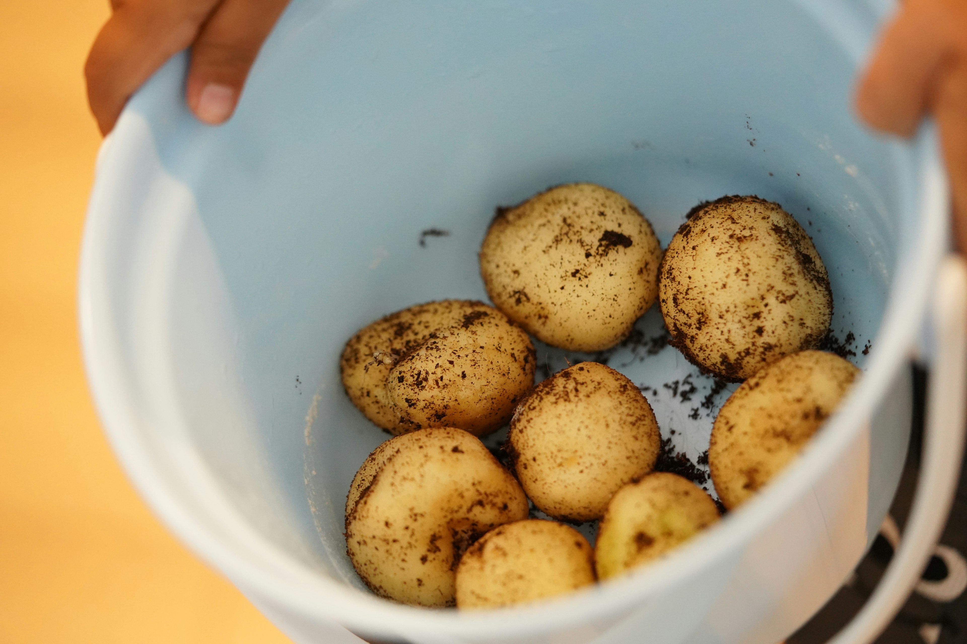 Manos sosteniendo un balde azul lleno de papas recién cosechadas con tierra