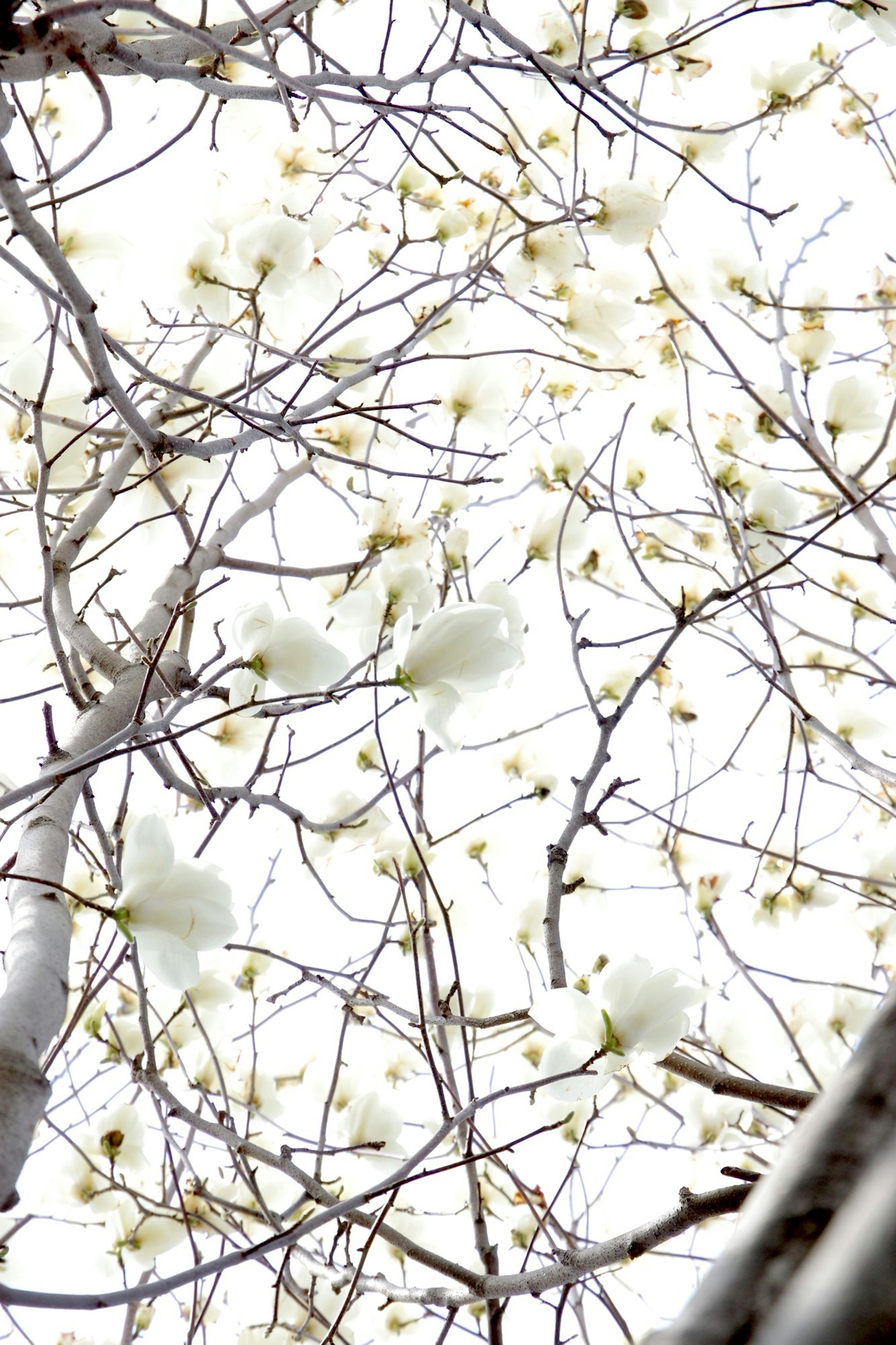 白い花が咲く木の枝と明るい背景