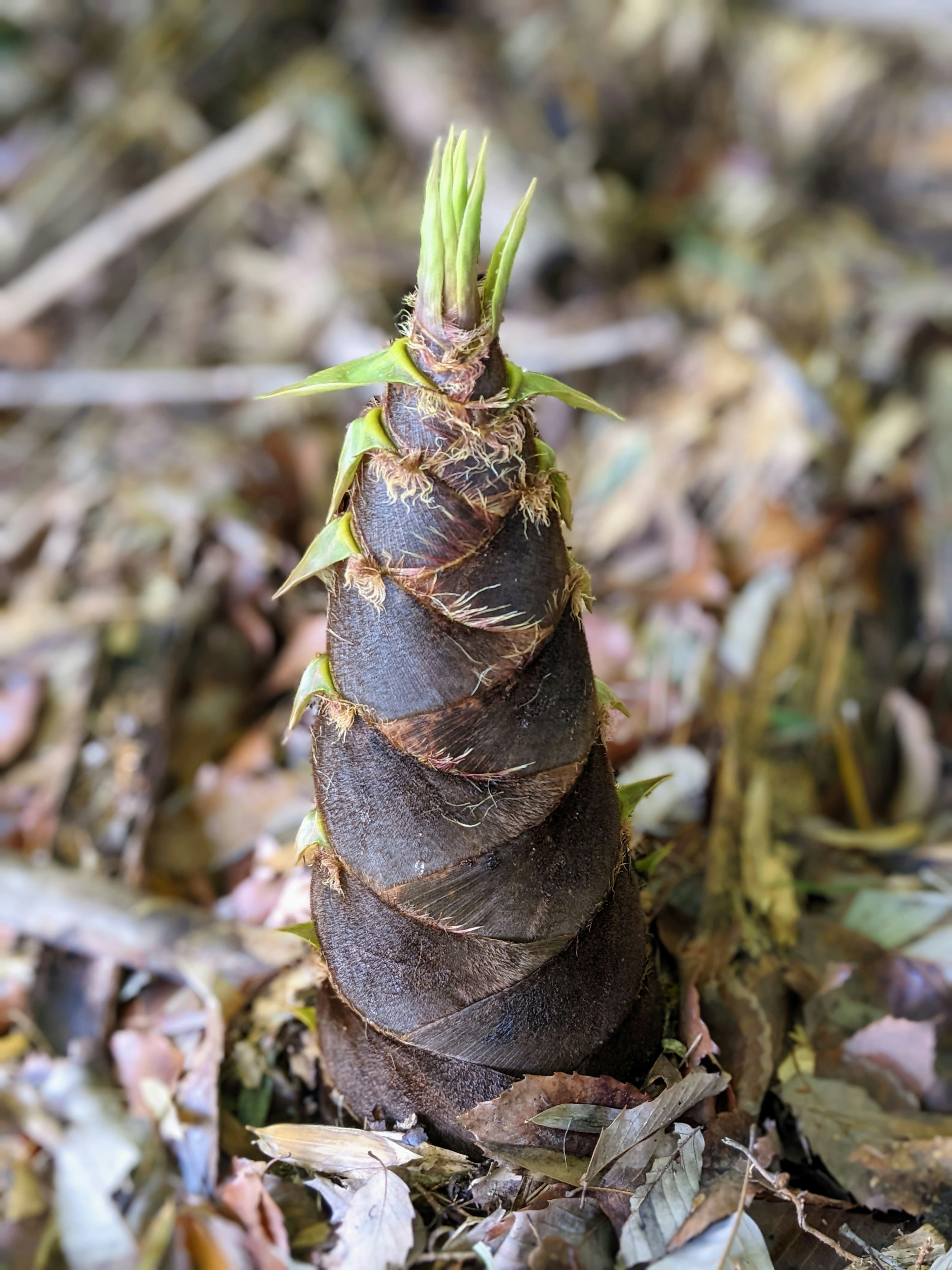 Foto de un brote de bambú con hojas verdes frescas