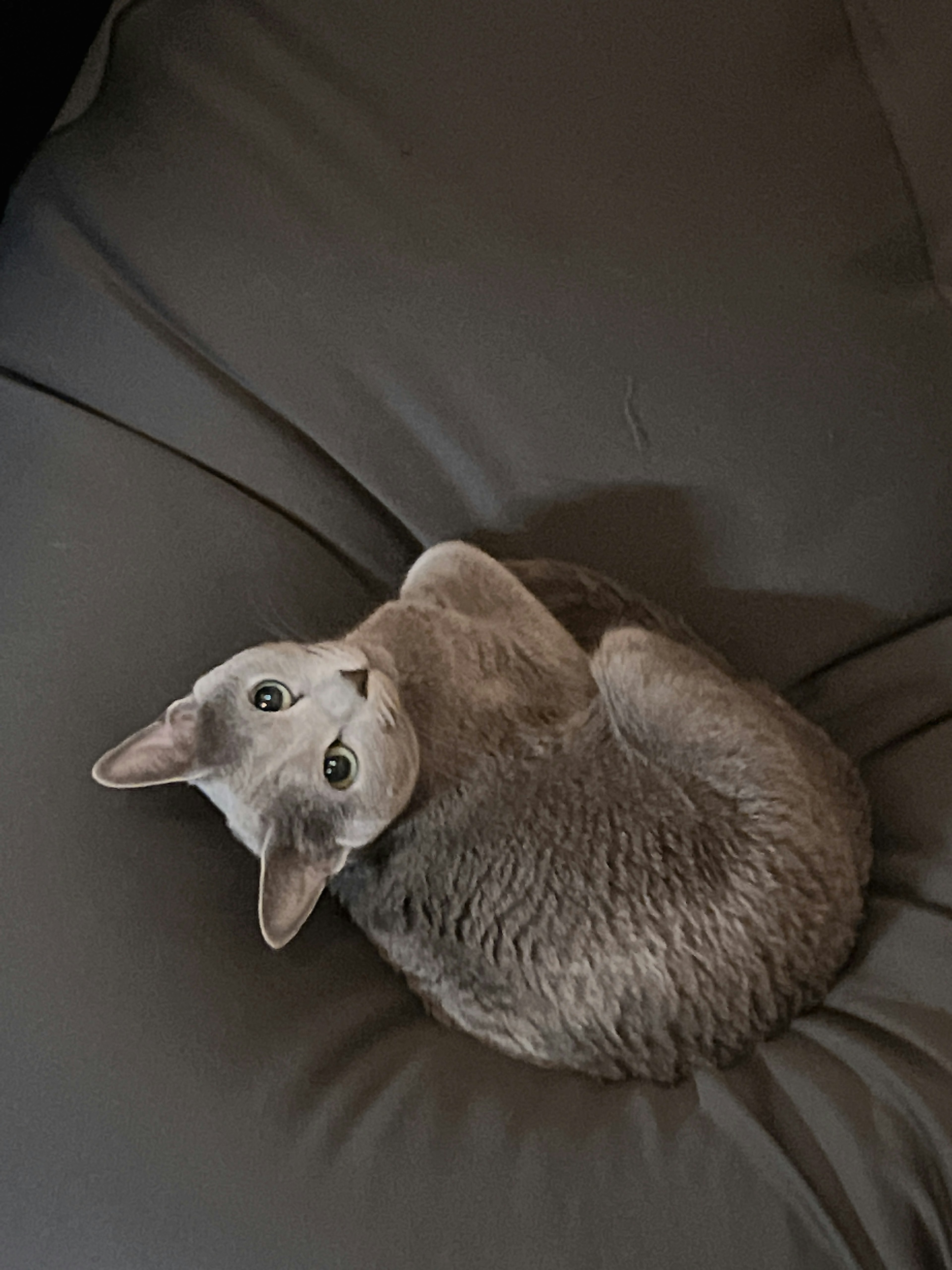 Gray cat curled up on a cushion