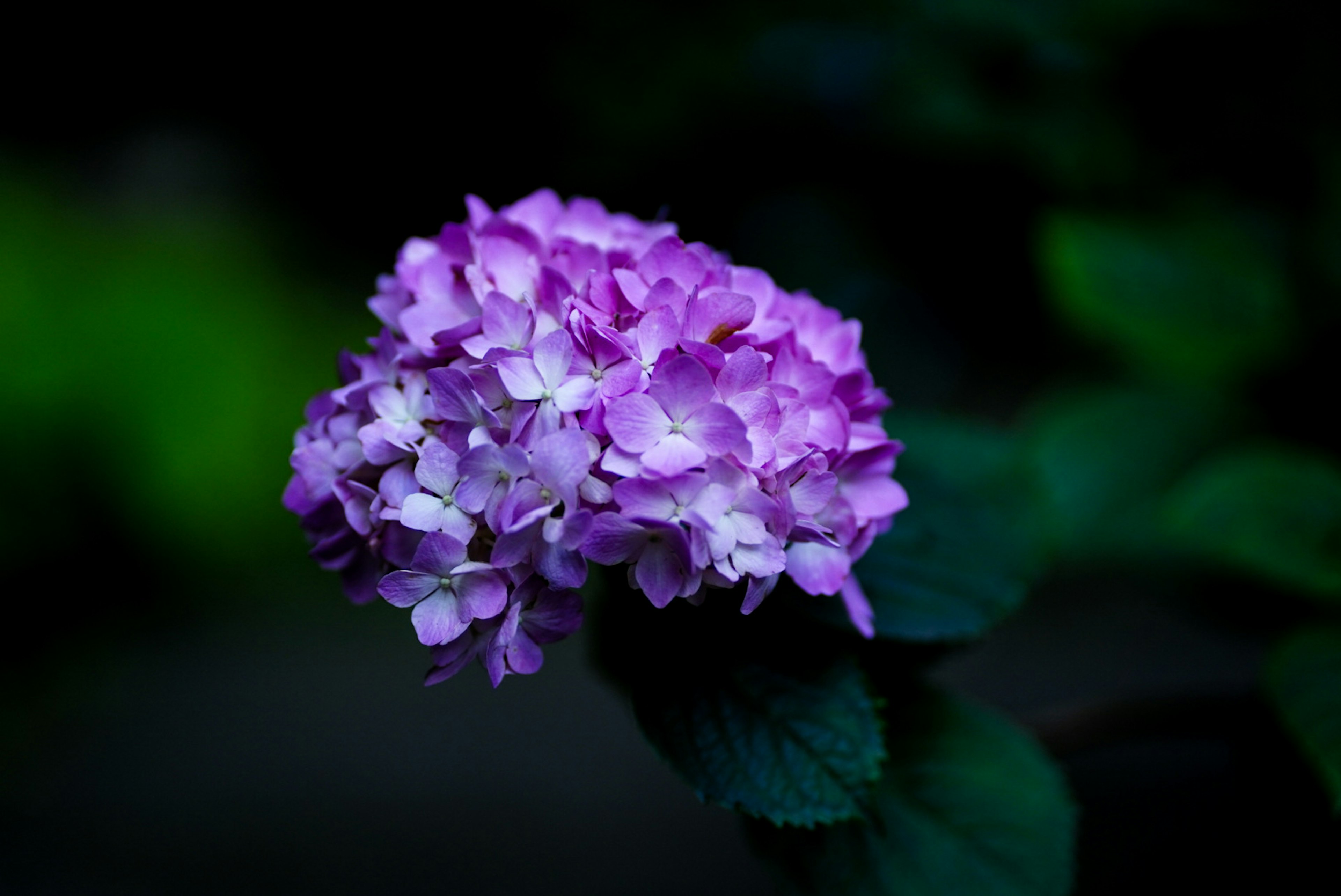 Flor de hortensia morada destaca sobre un fondo oscuro