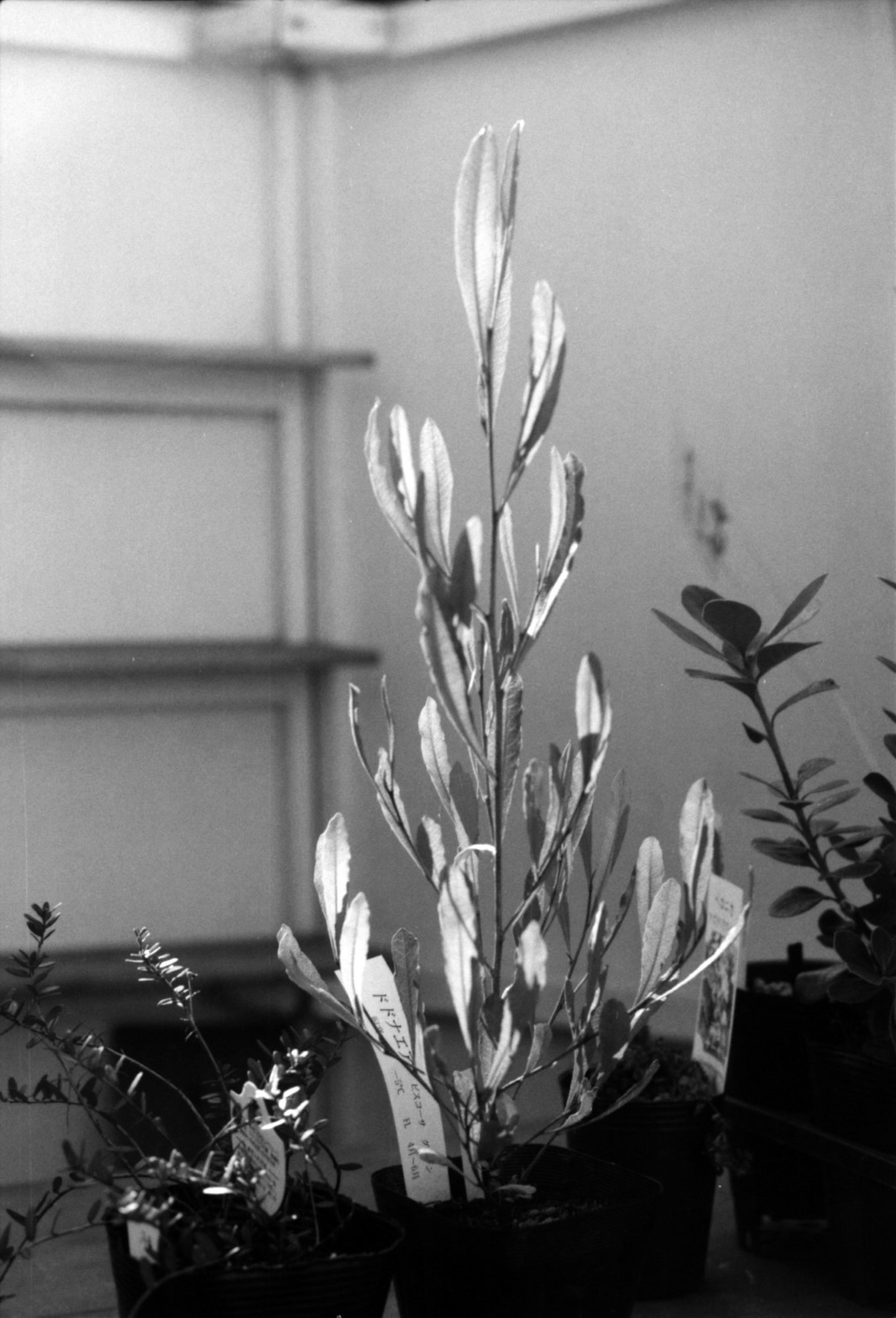 Une image en noir et blanc d'une plante dans un pot La plante a des feuilles longues et minces qui s'étendent vers le haut Une étagère est visible en arrière-plan