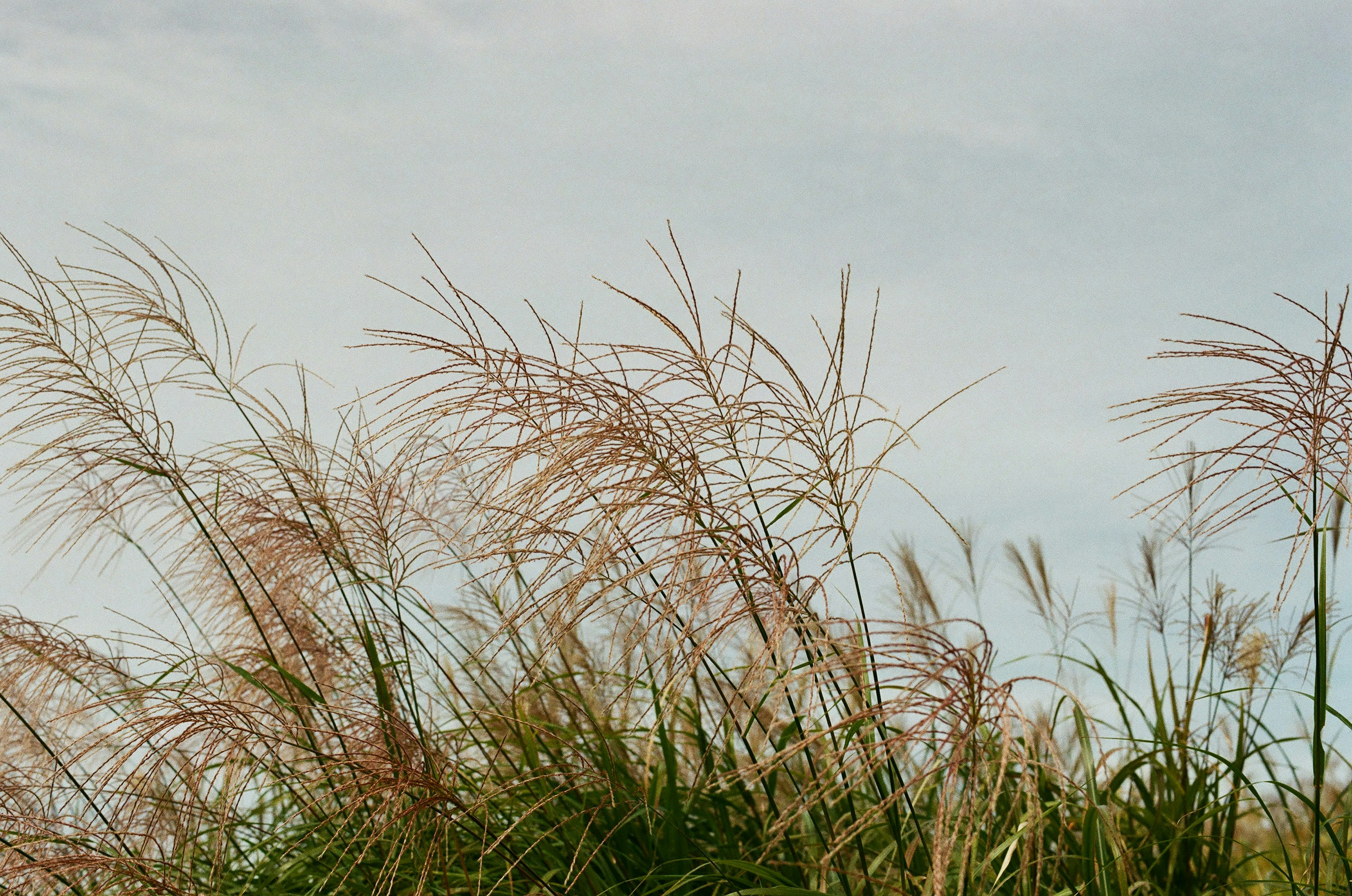 Field of grass swaying in the wind