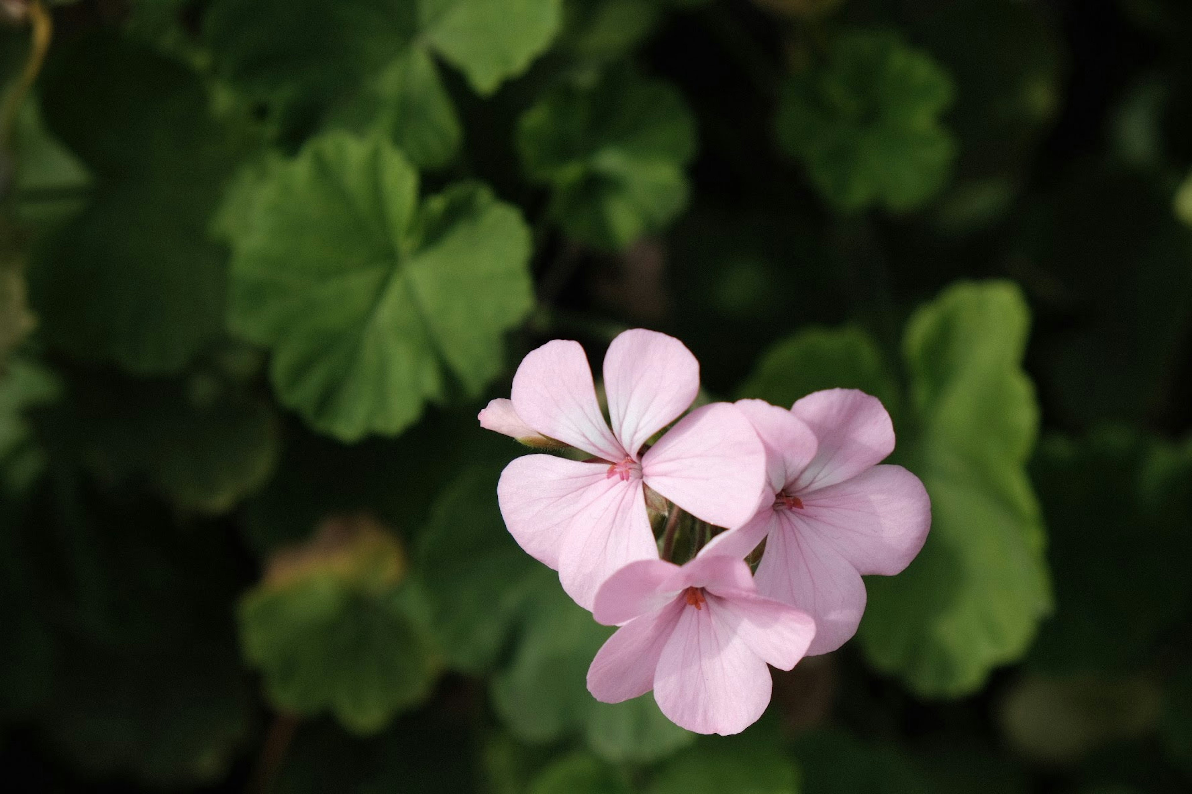 Fiori rosa delicati che sbocciano tra foglie verdi