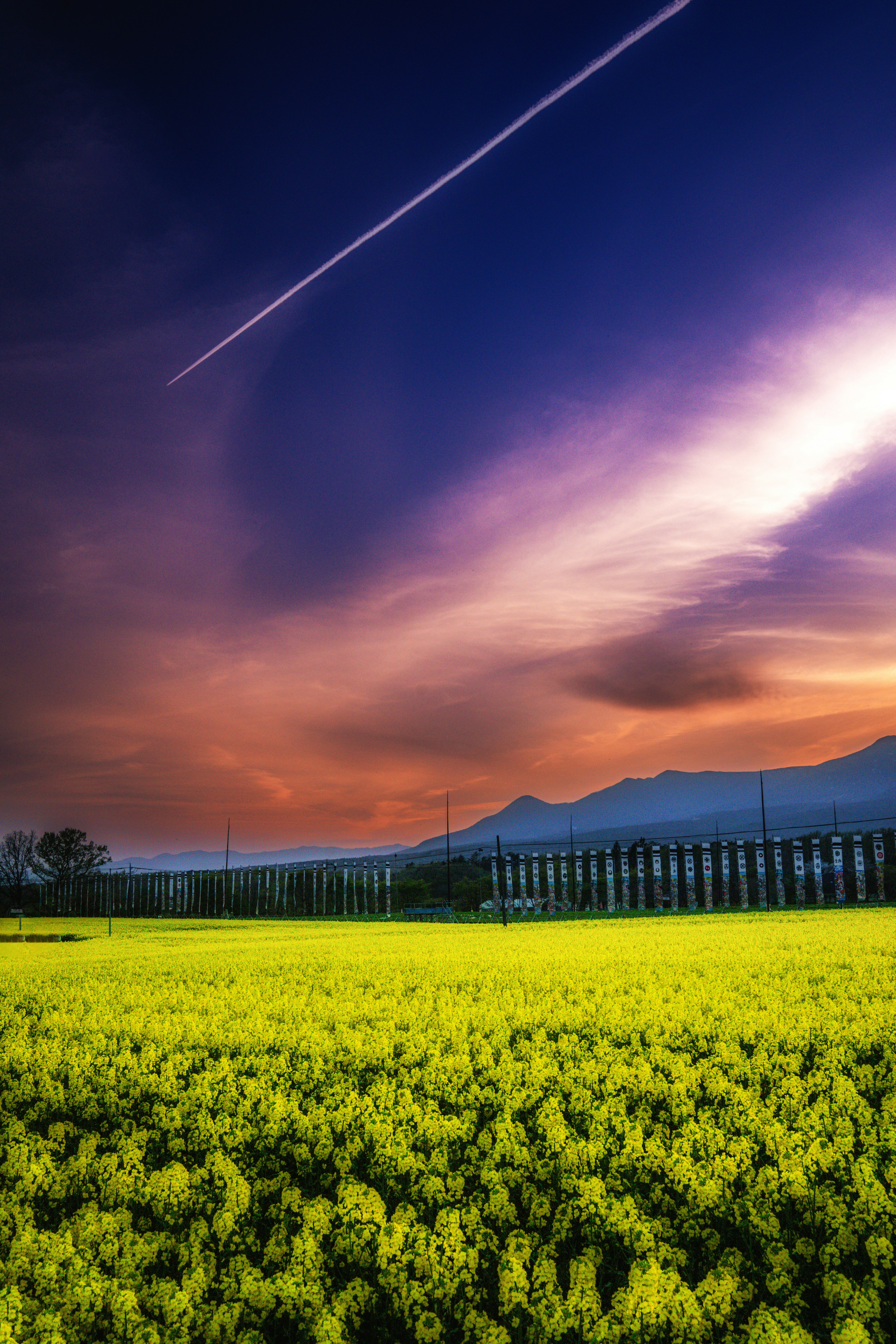 Champ de colza jaune vif avec un magnifique ciel de coucher de soleil