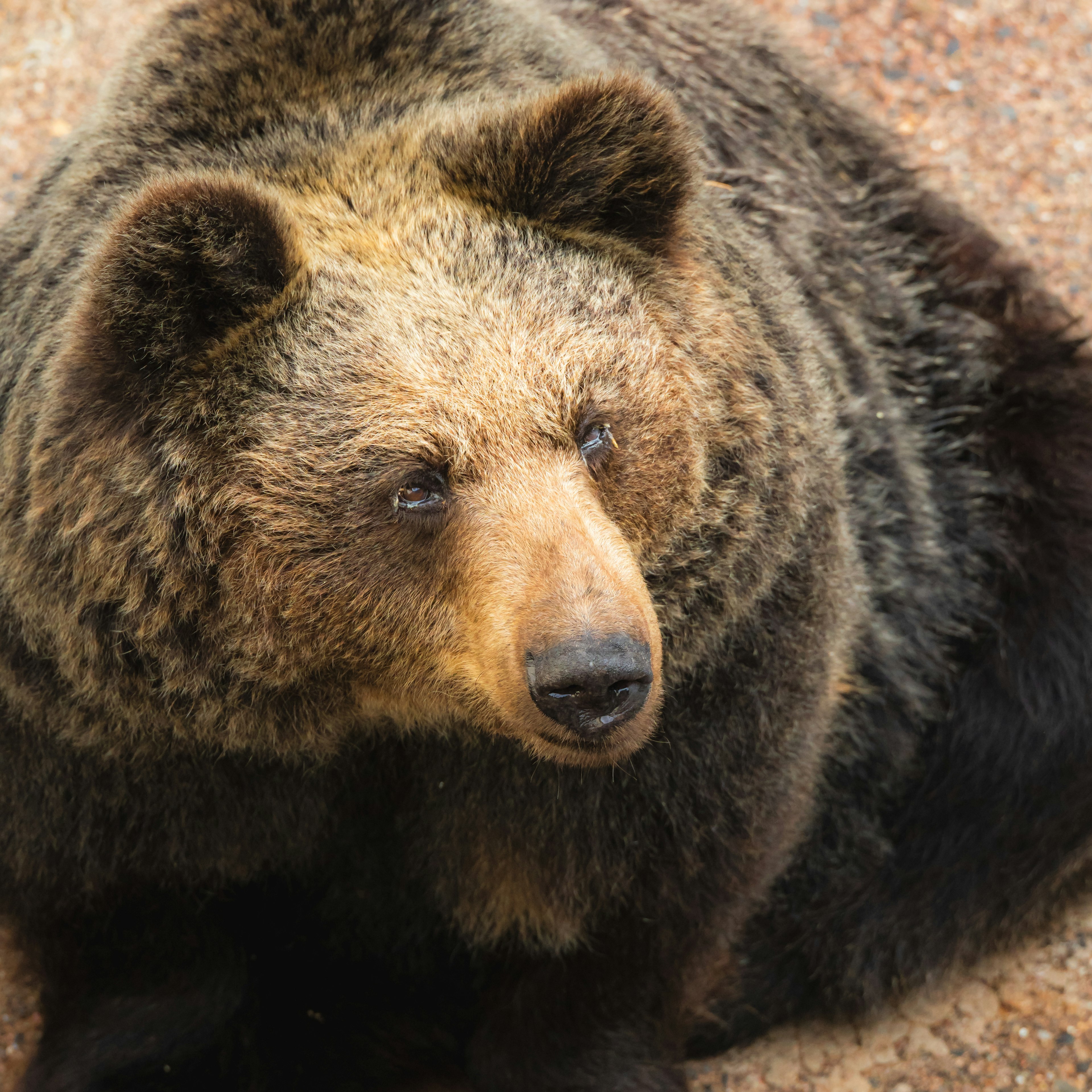 A brown bear sitting with a focused expression