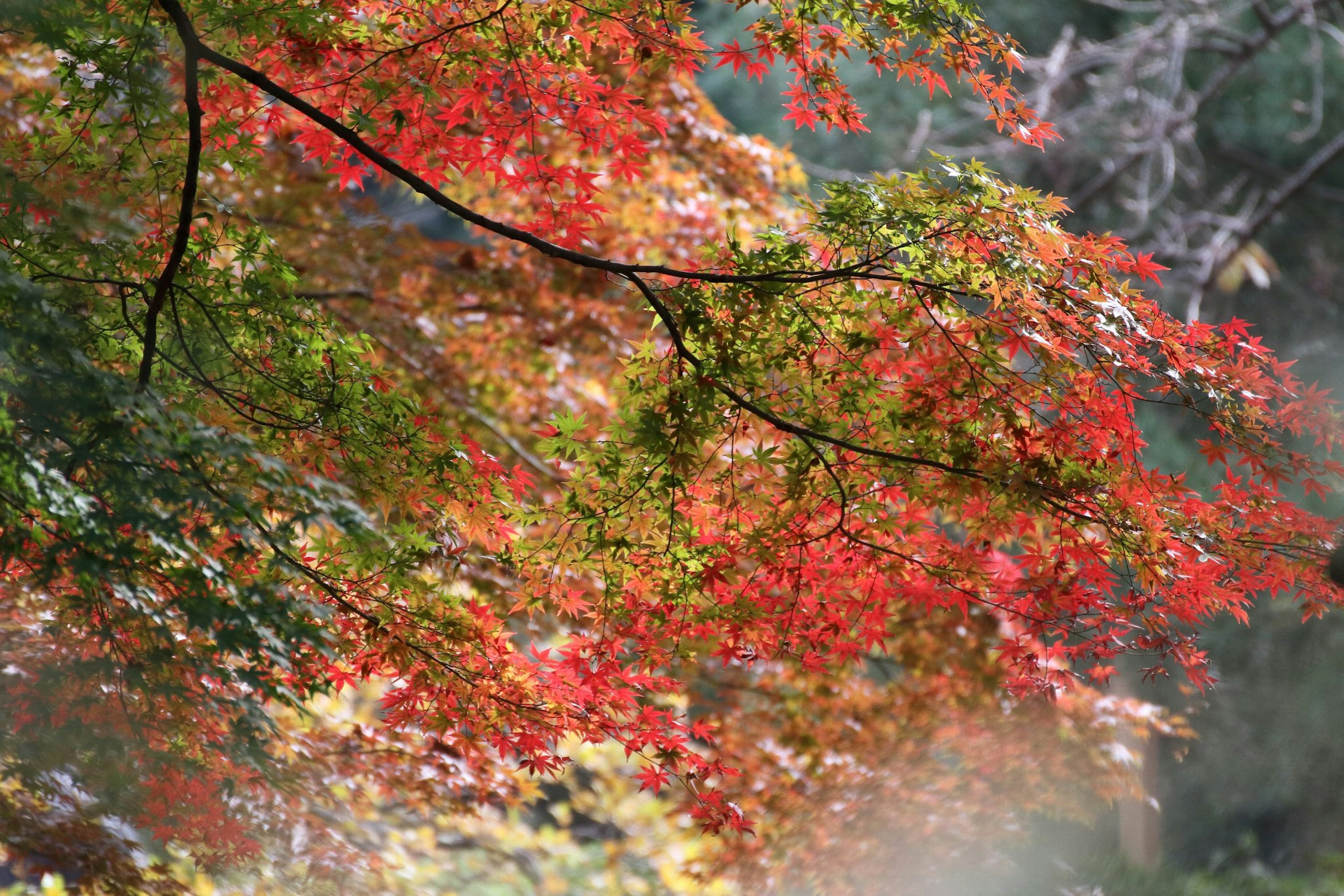 Feuilles d'automne vibrantes avec des teintes rouges et vertes