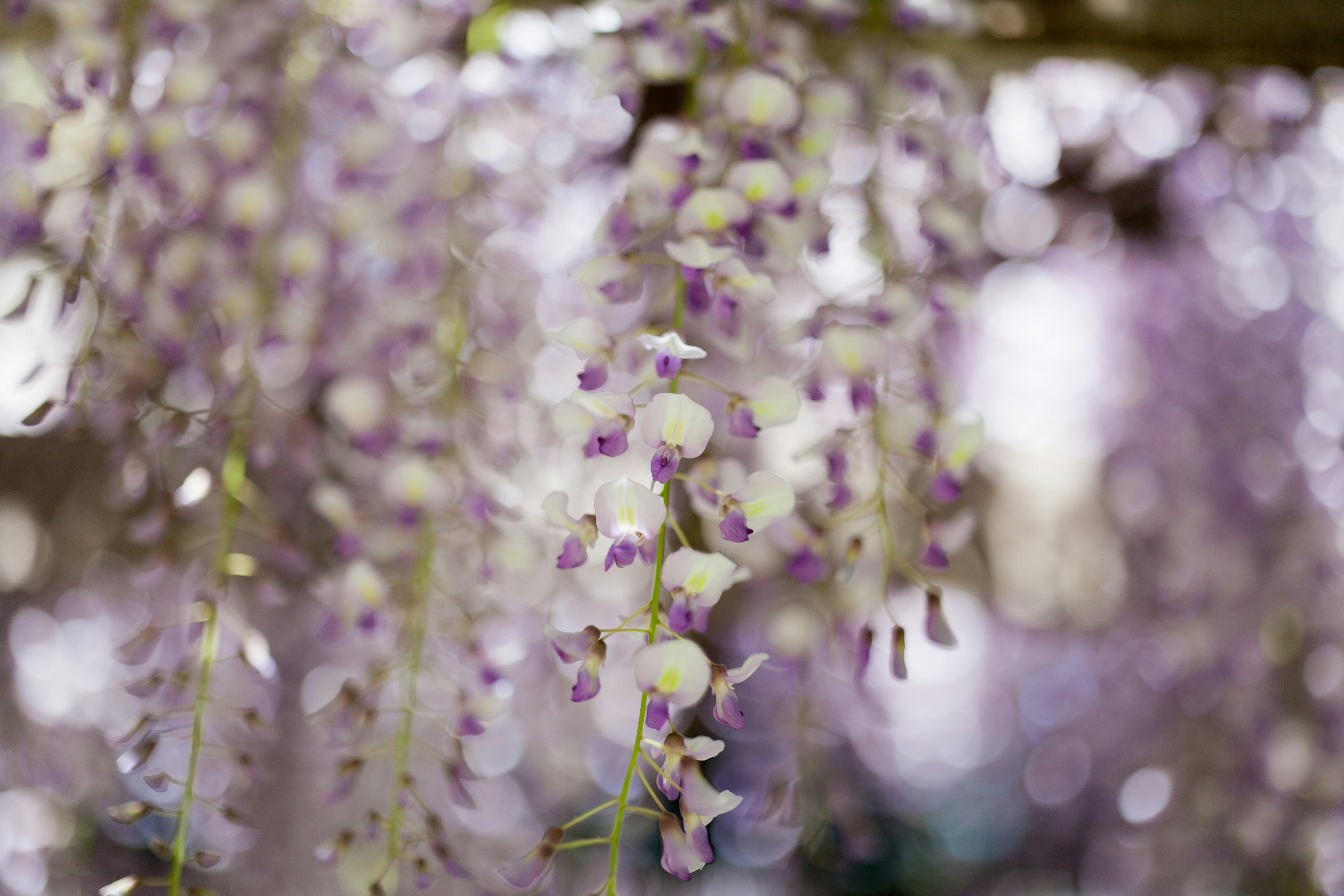 Gros plan sur des fleurs de glycine aux teintes violettes et blanches