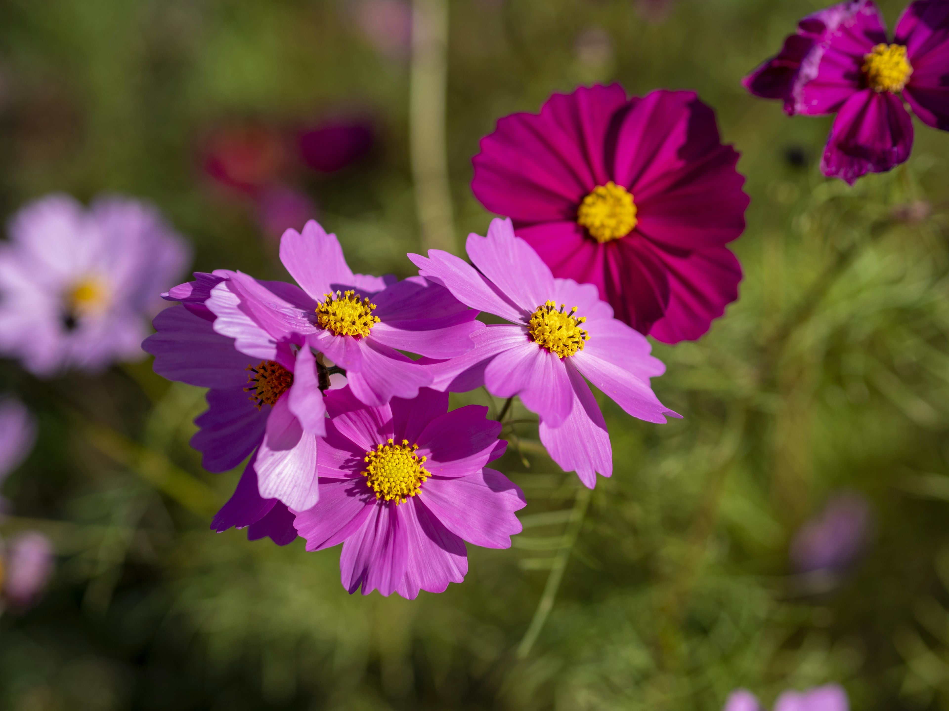 Bunga cosmos berwarna-warni mekar di kebun