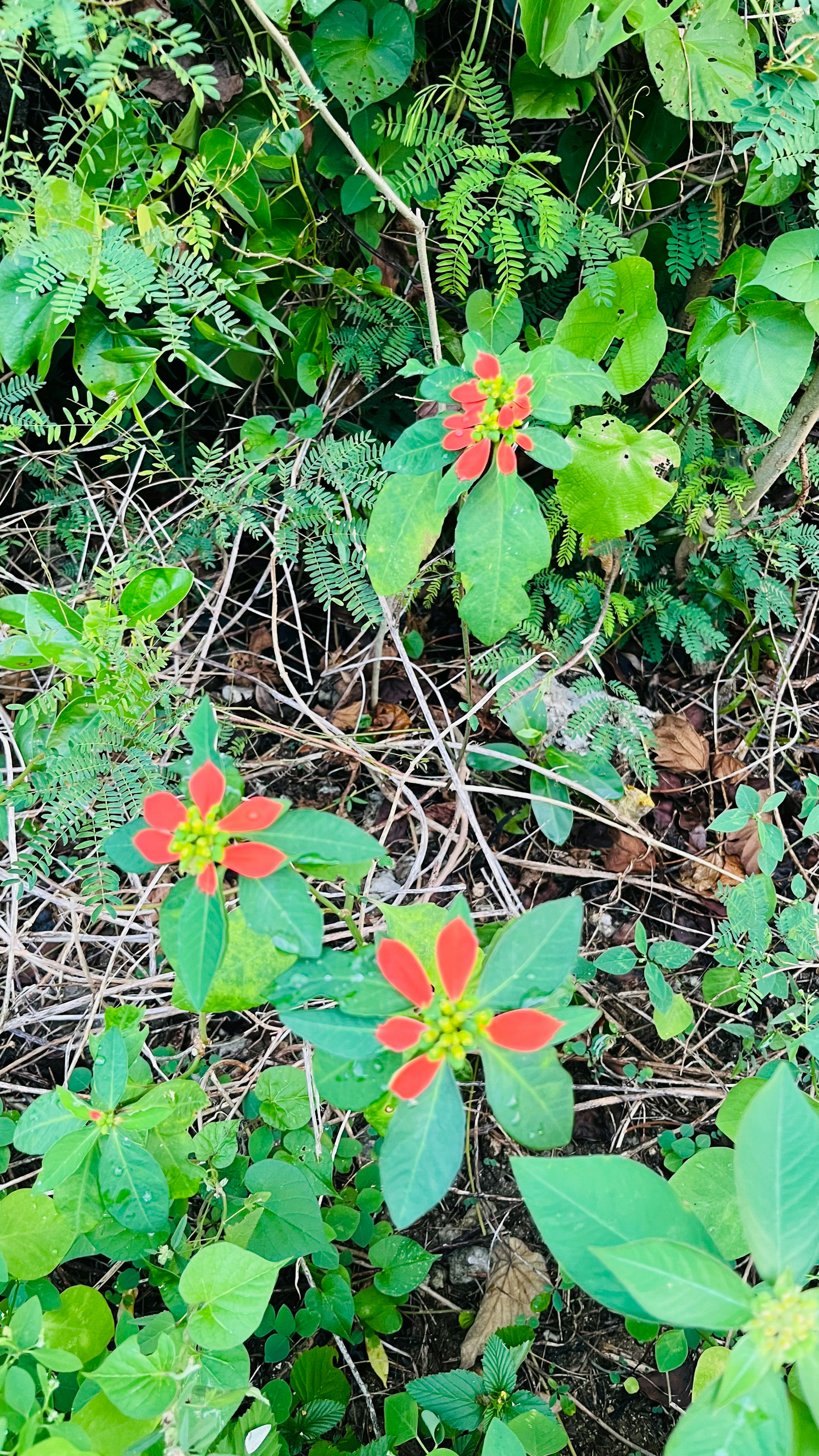 Red flowers with green leaves in a natural setting