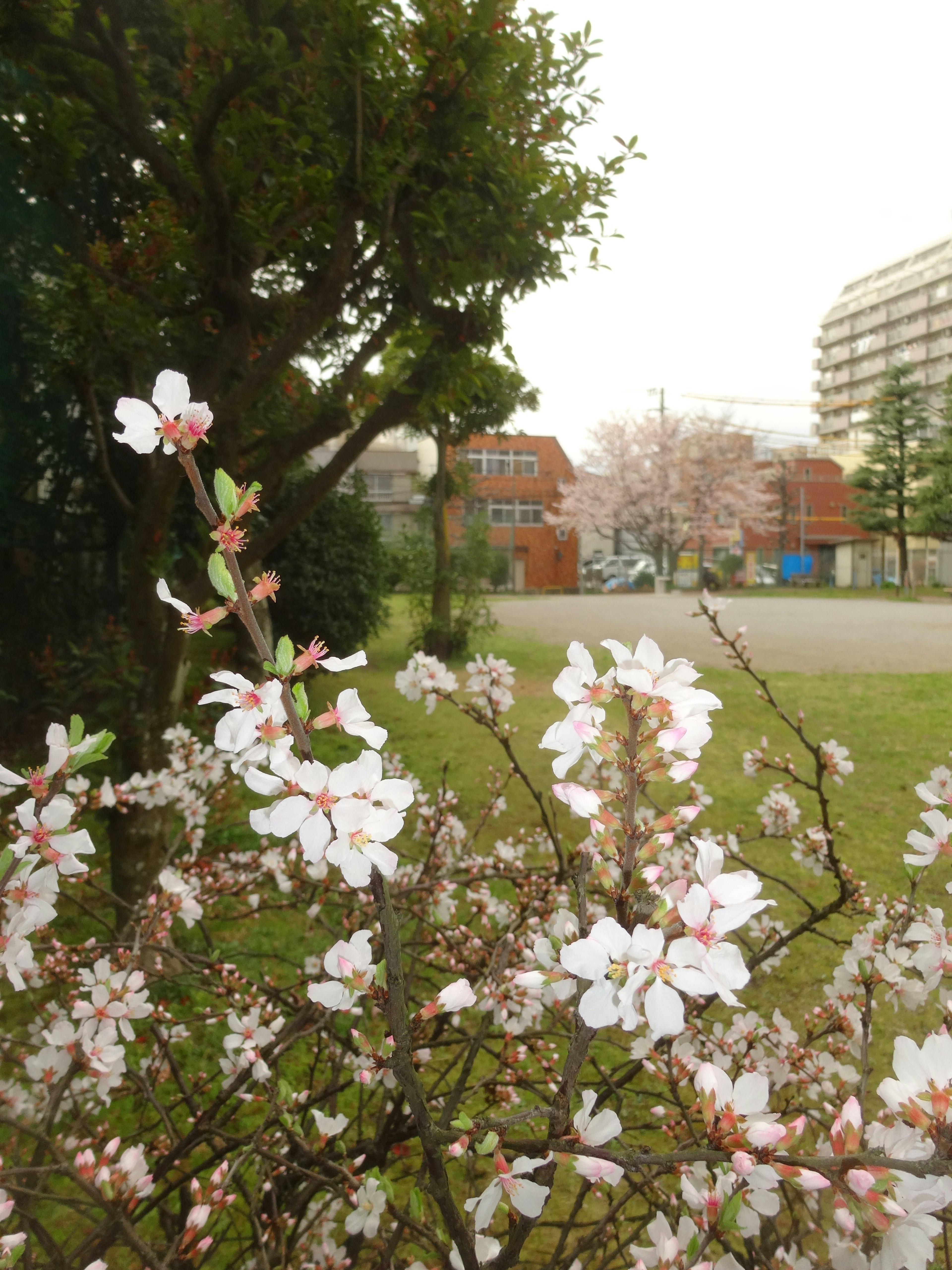 Kirschblüten in einem Park mit Gebäuden im Hintergrund