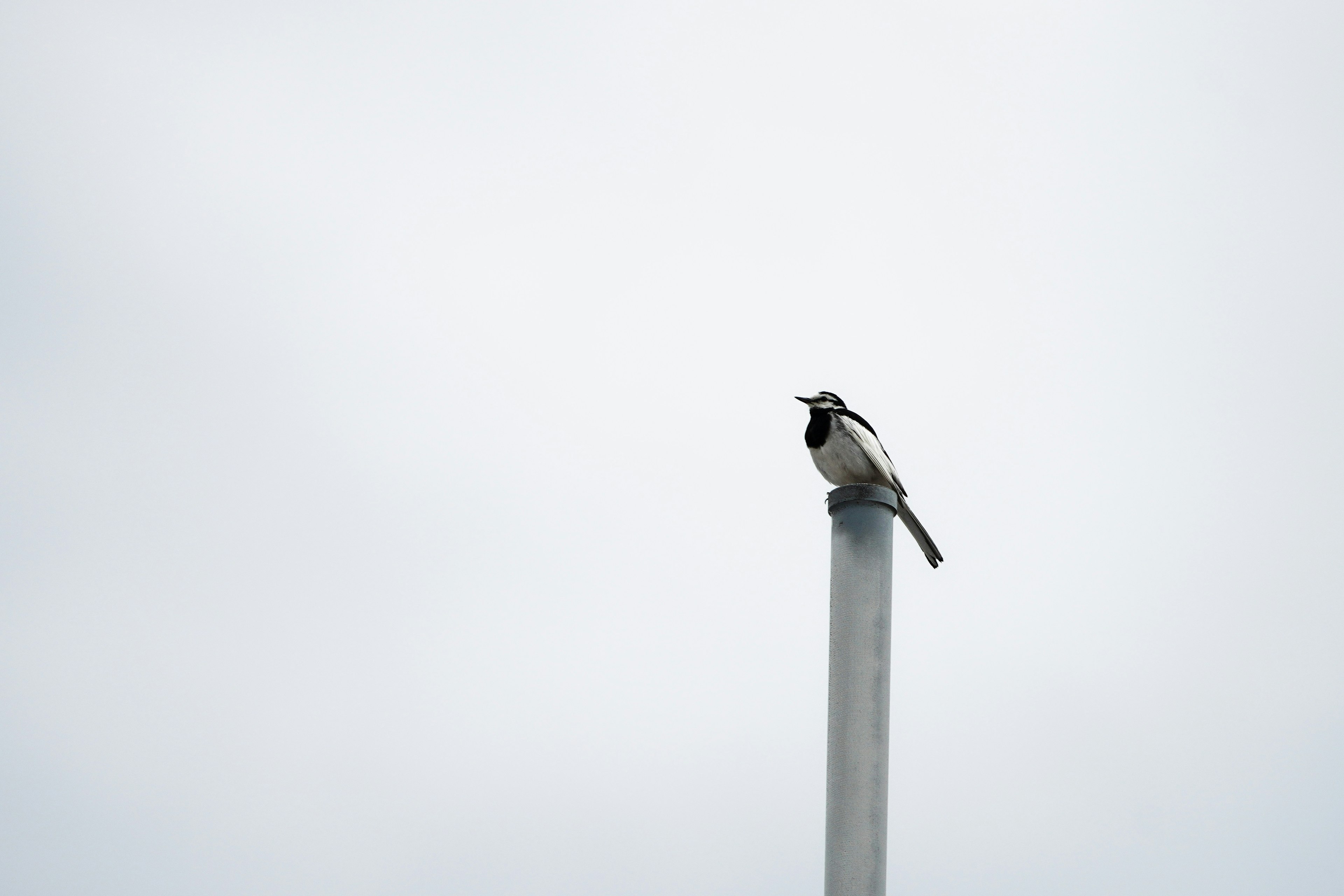 Un pájaro posado en la cima de una chimenea contra un cielo nublado