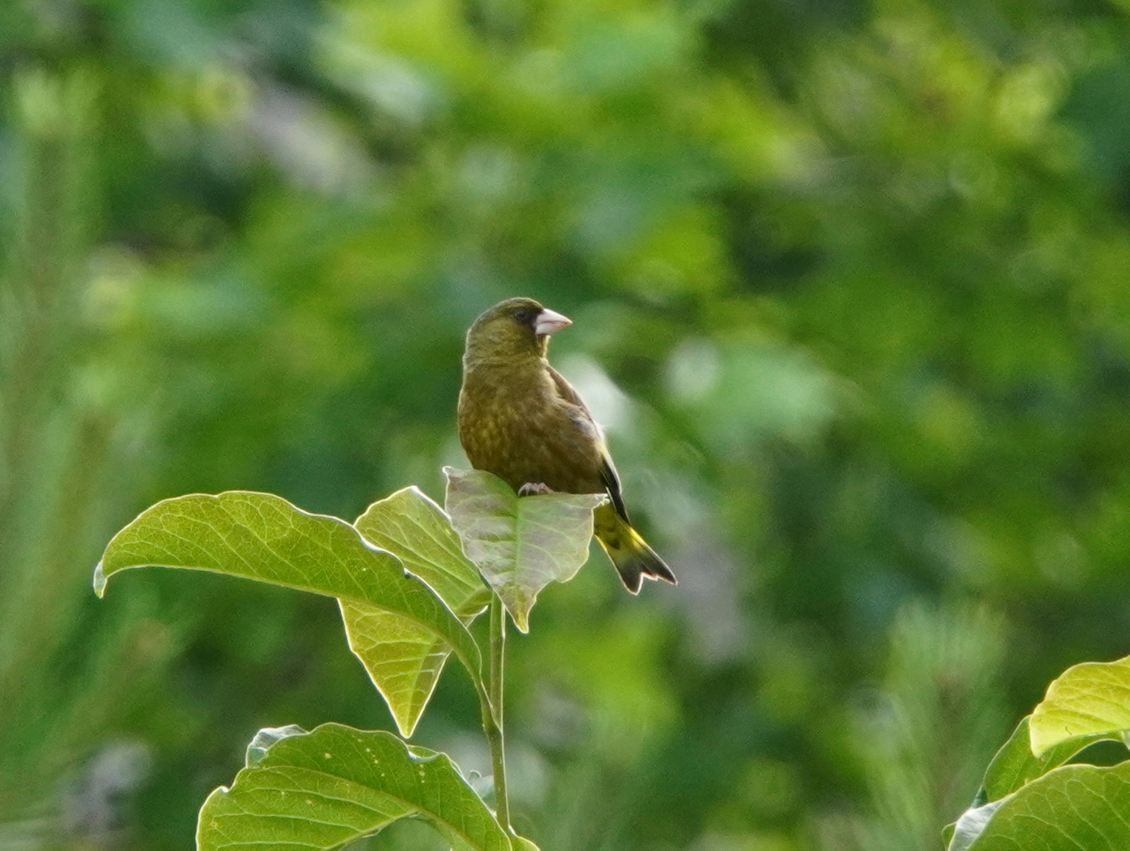 A small bird standing on green leaves The bird has brown feathers with a blurred green background