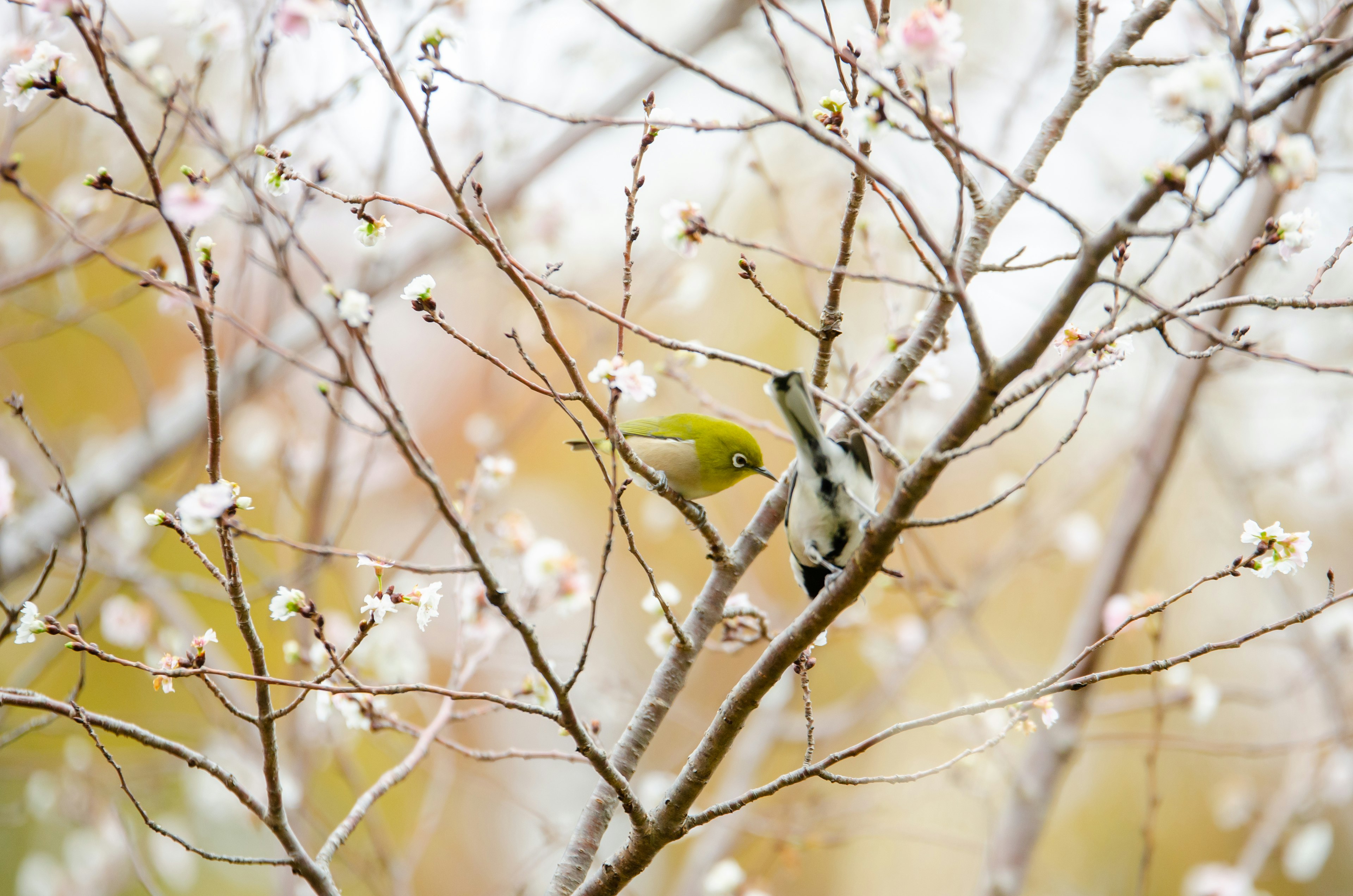 Un pequeño pájaro posado en una rama florecida