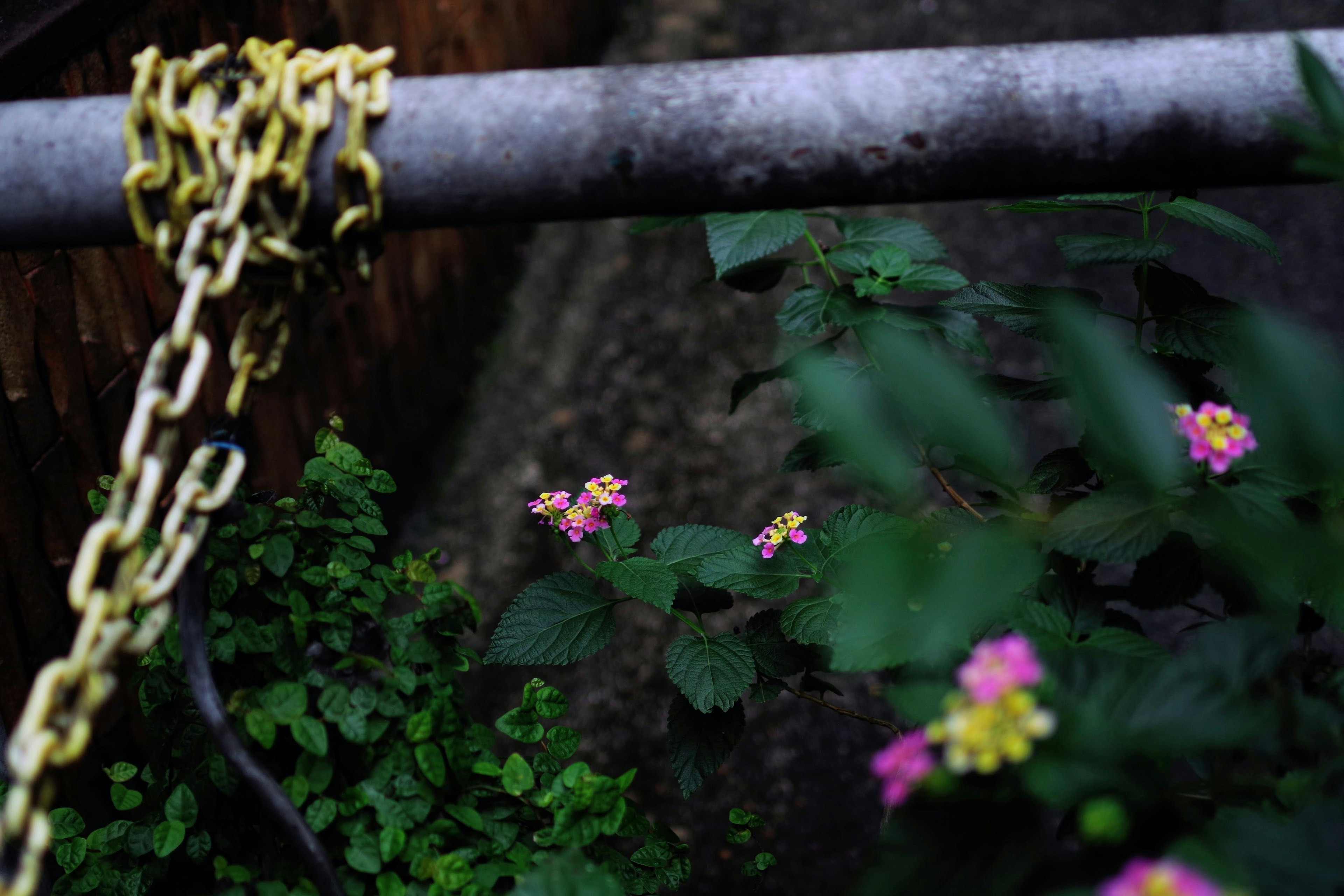 Yellow chain draped over a metal pipe with pink flowers and green foliage