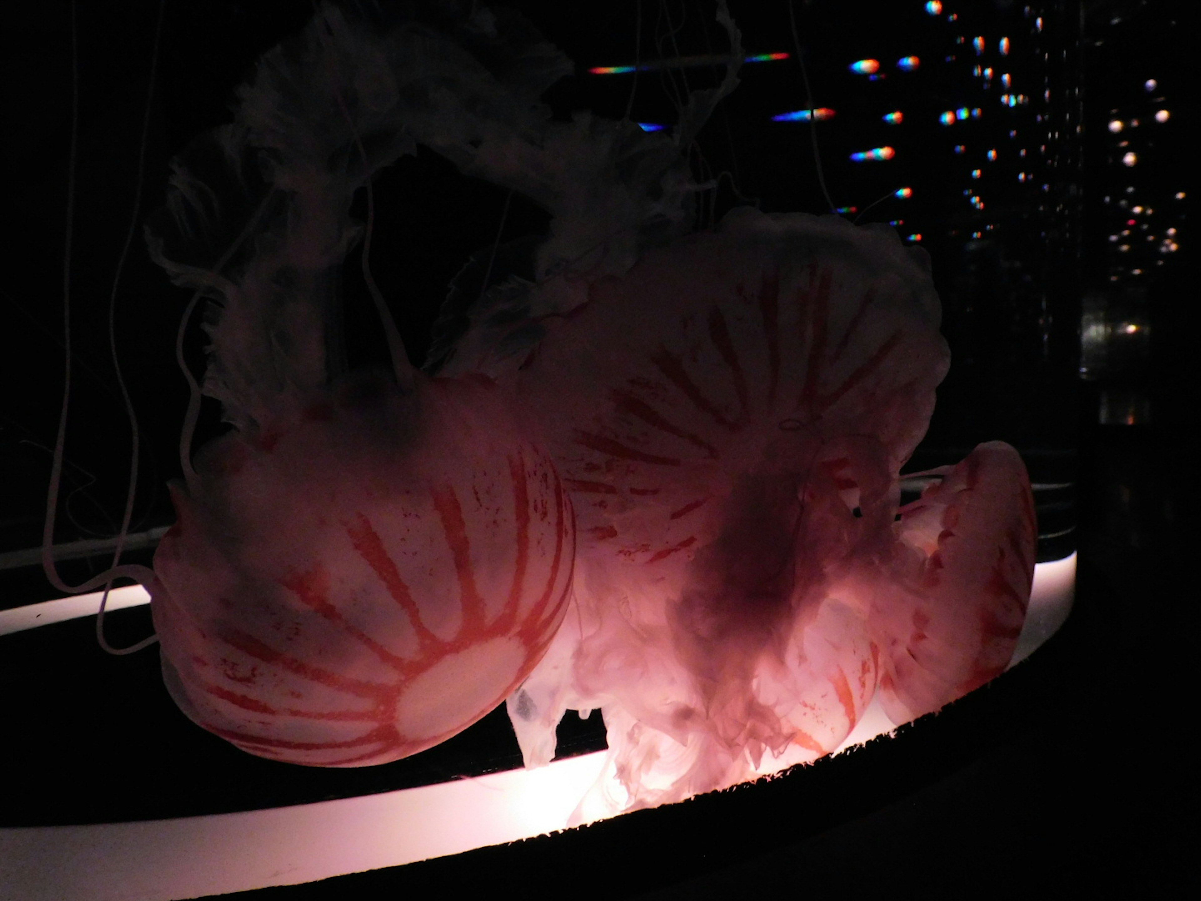 Transparent jellyfish illuminated in soft pink light within an aquarium