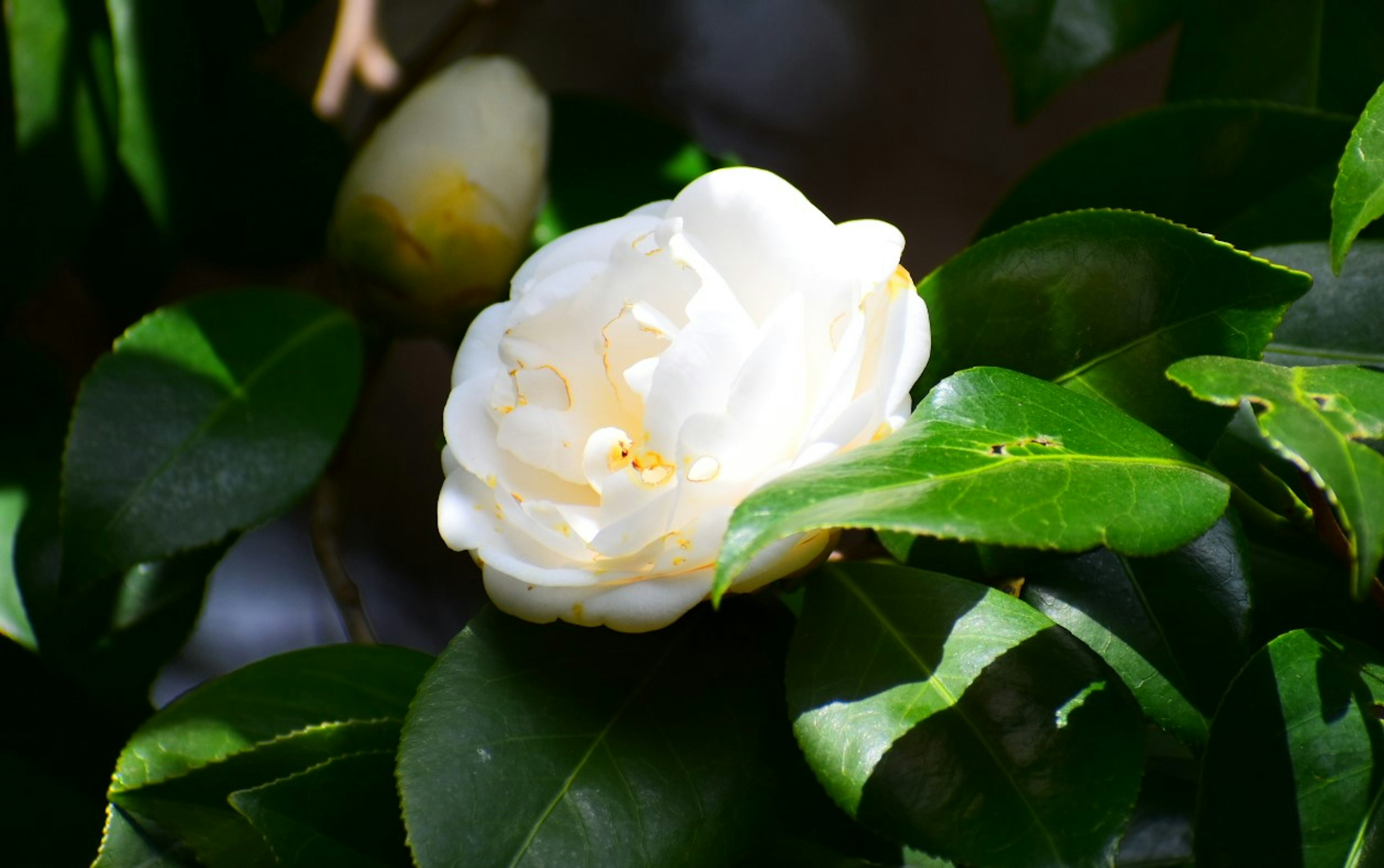 Fleur de camélia blanche avec des feuilles vertes