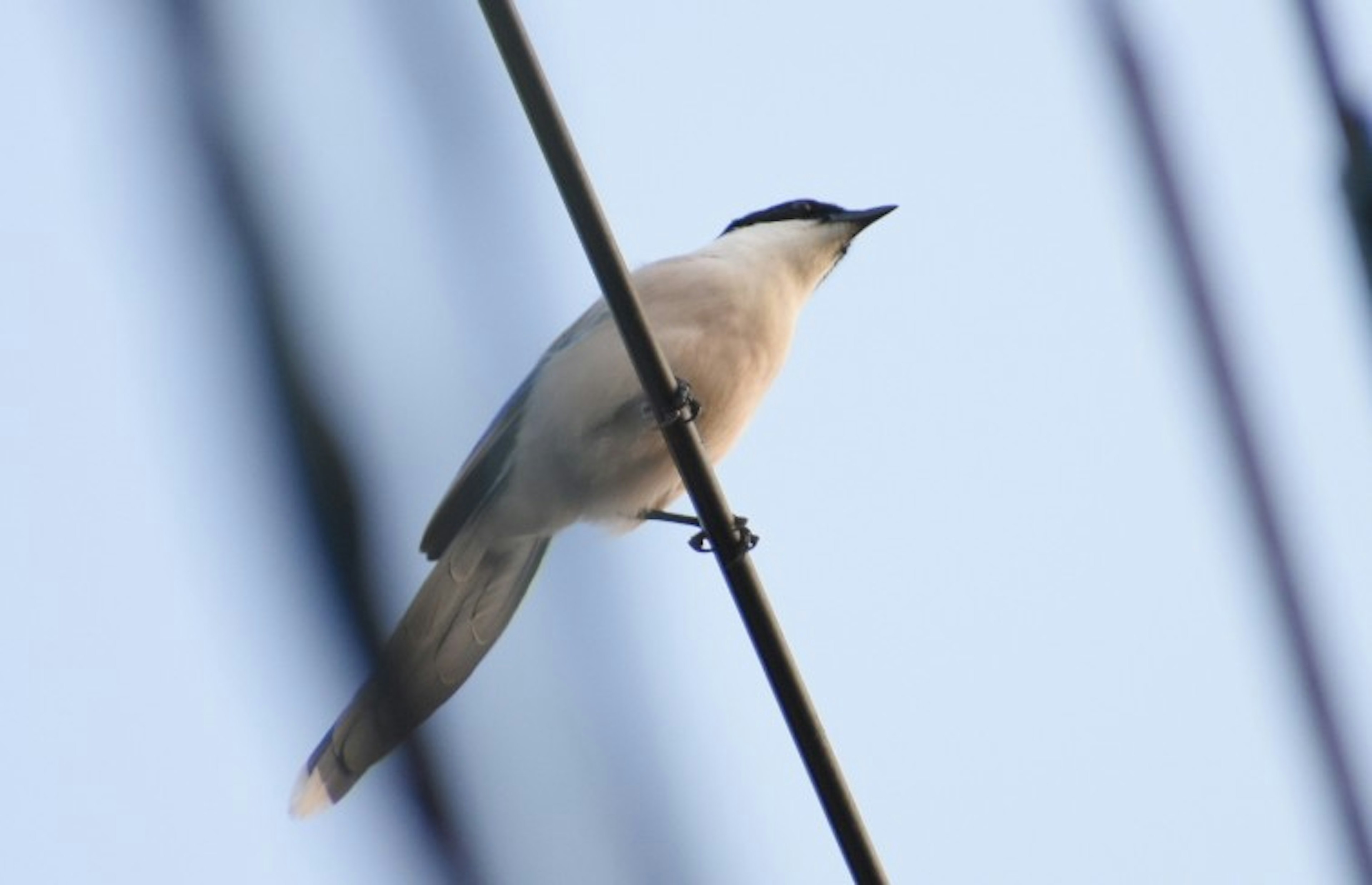 A white bird perched on a wire against a blue sky