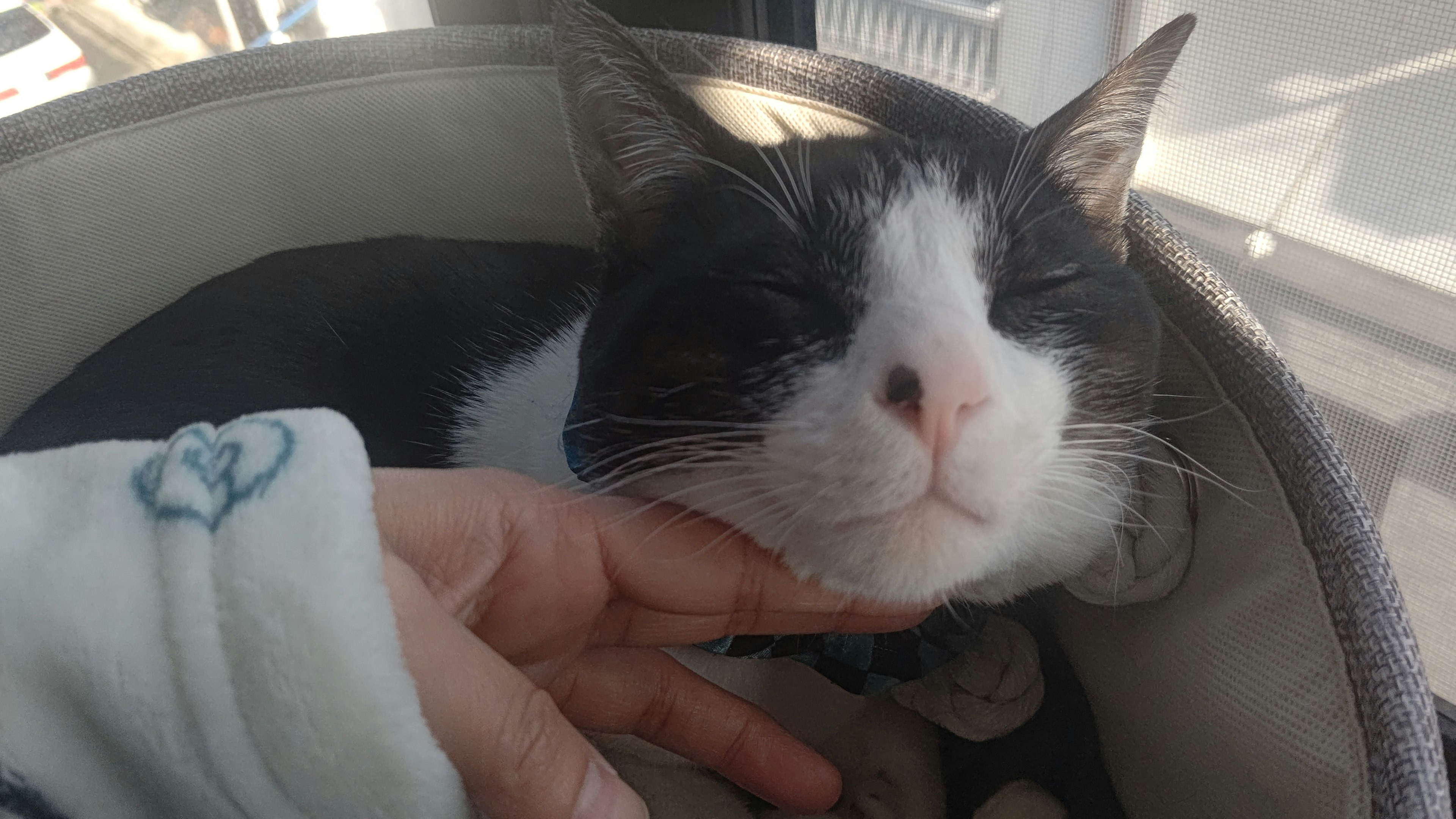 Black and white cat being petted by a hand