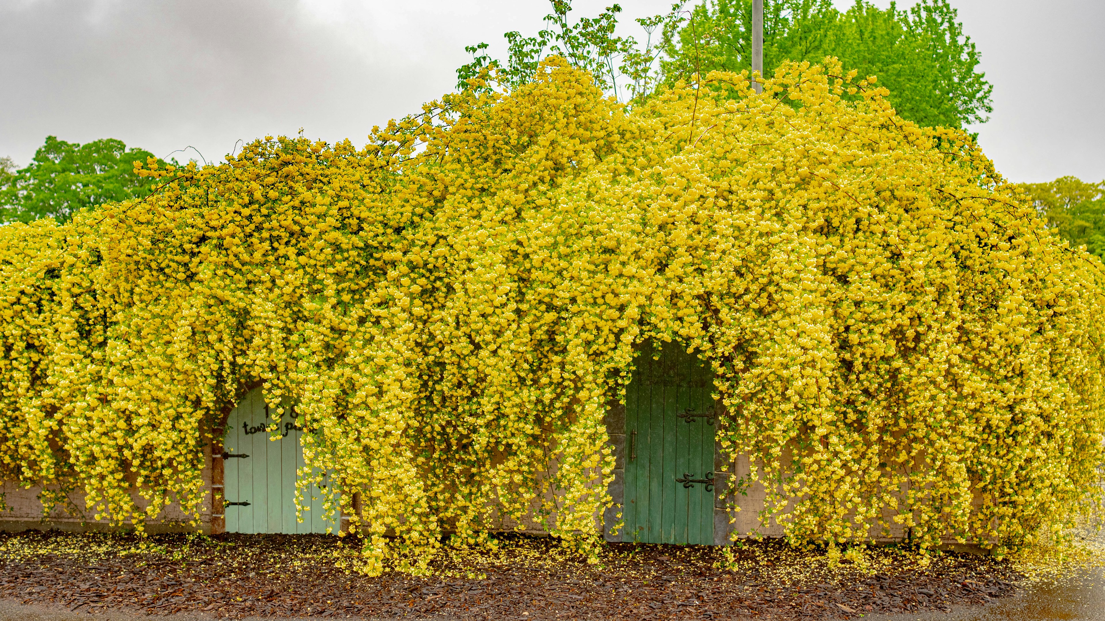 Exterior de un cobertizo cubierto de follaje amarillo brillante