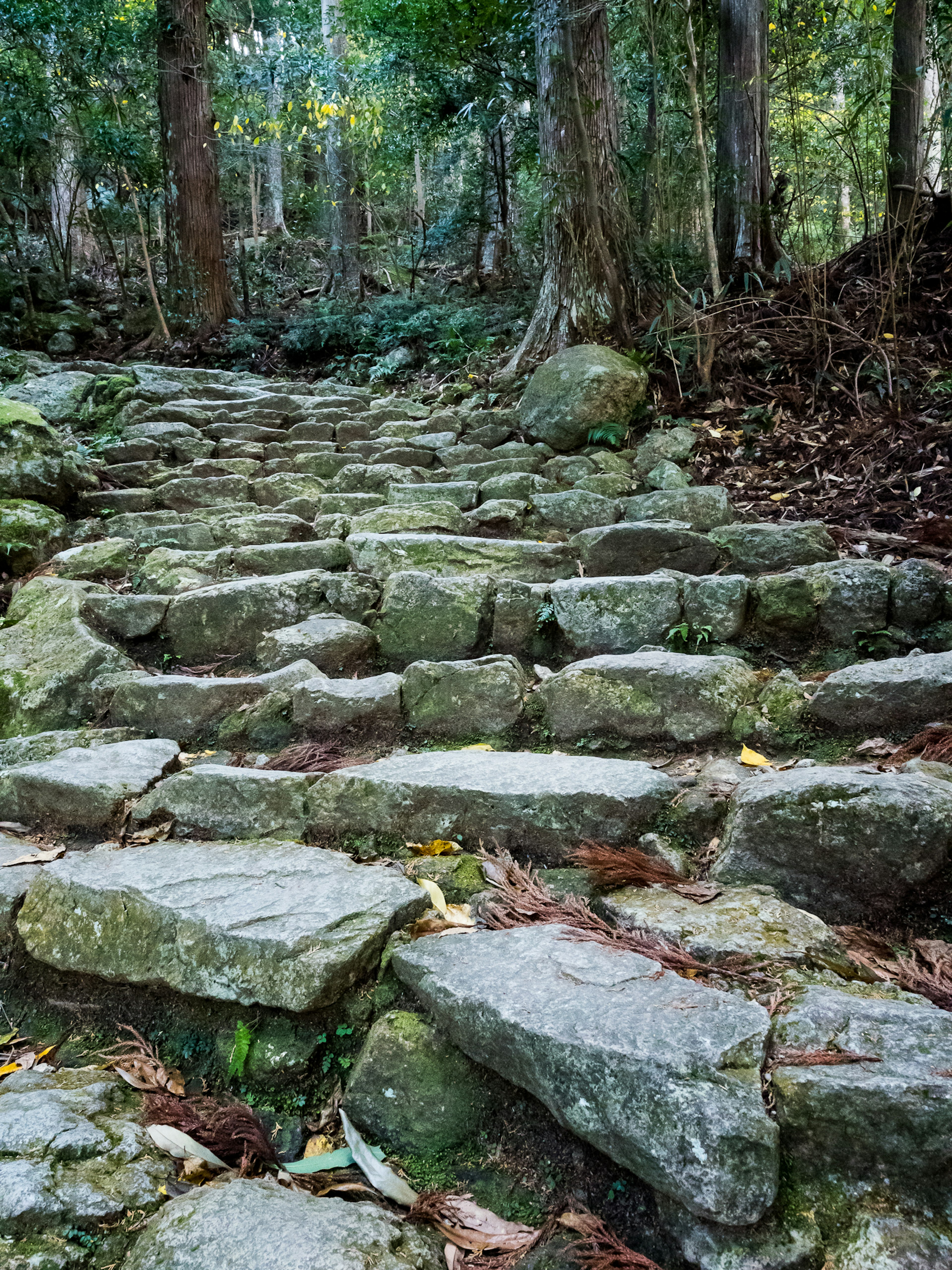 石の階段が森林の中に続いている