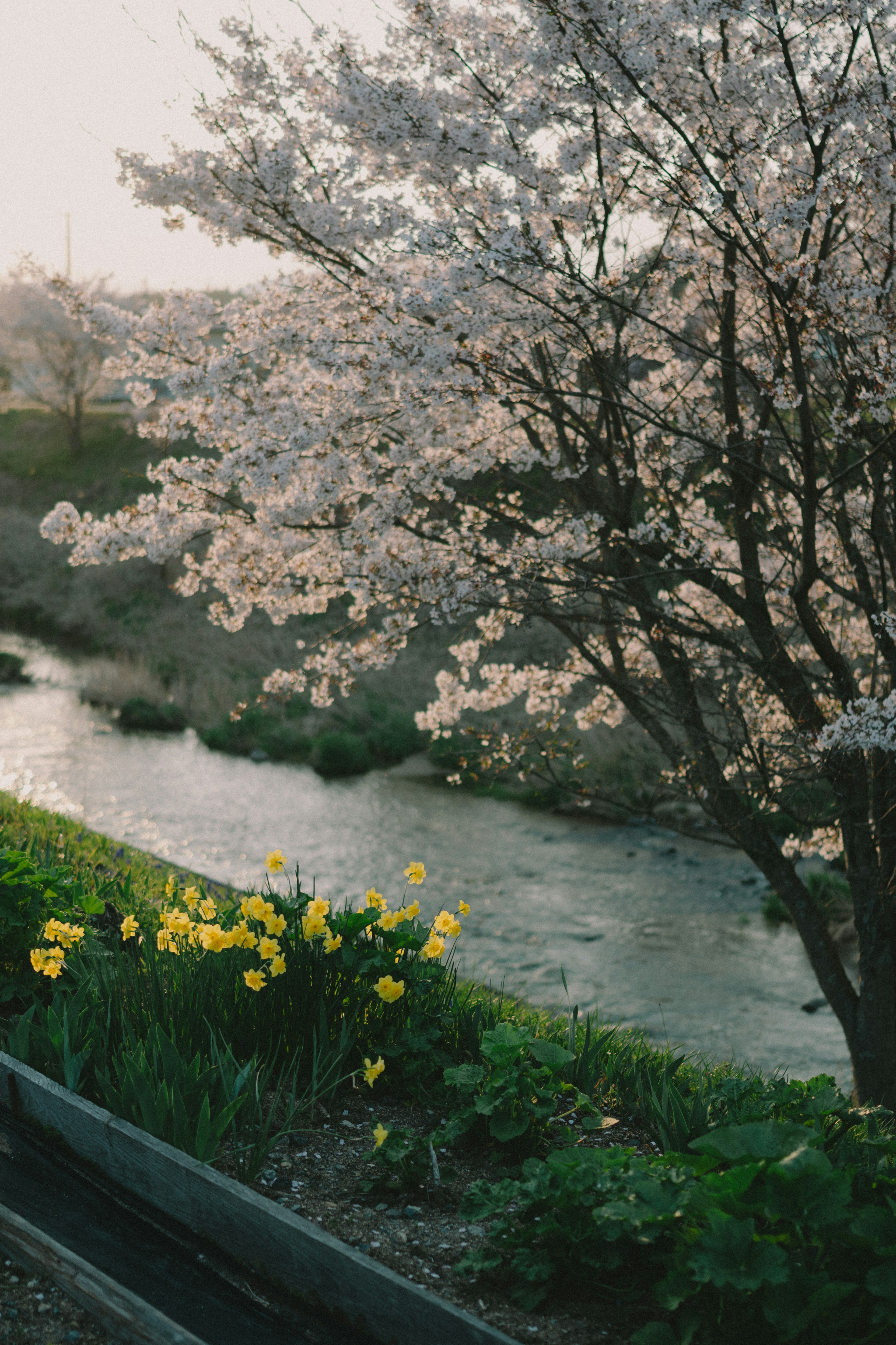 川沿いの桜の木と黄色い花が咲いている風景