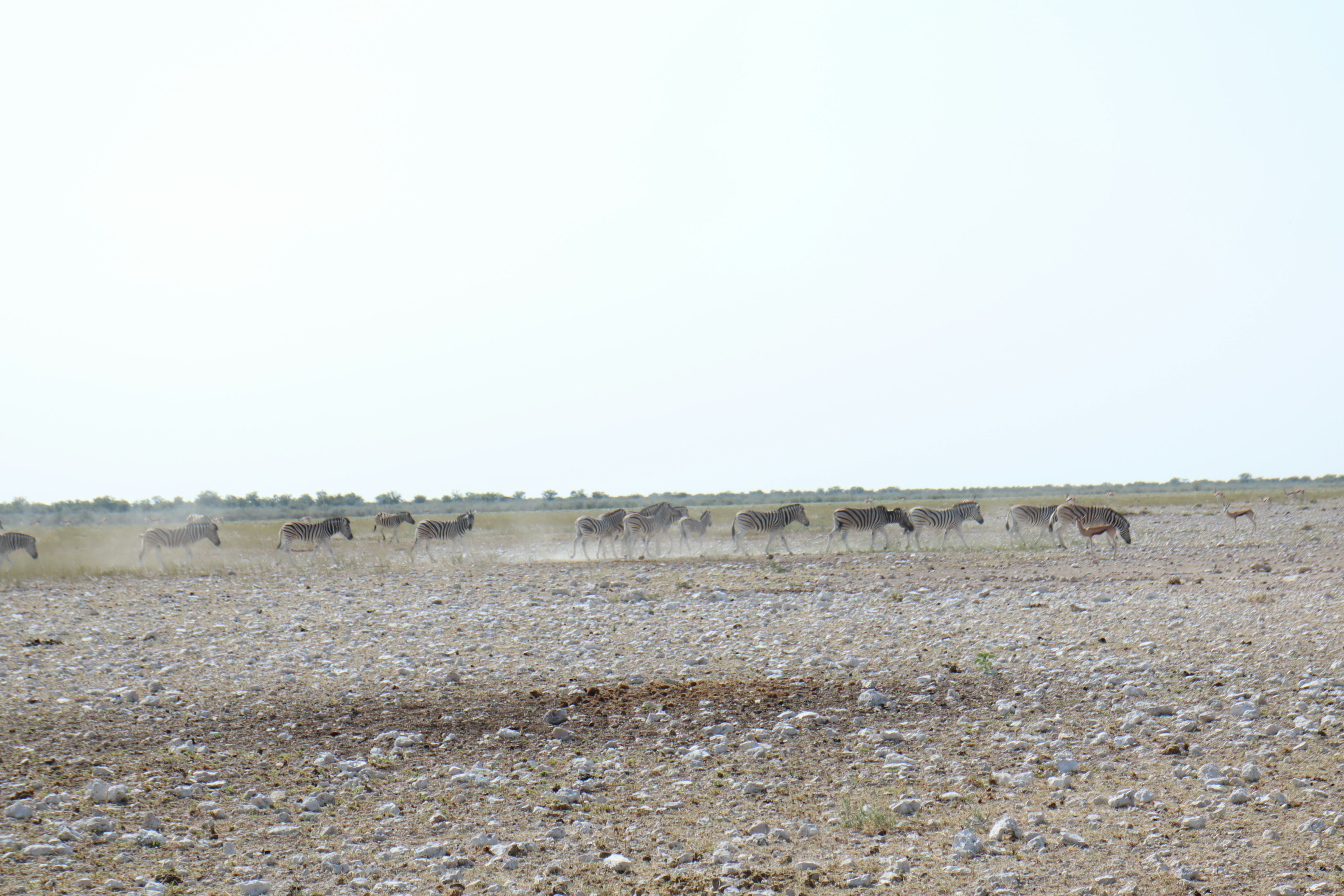 A herd of zebras running across a dry landscape