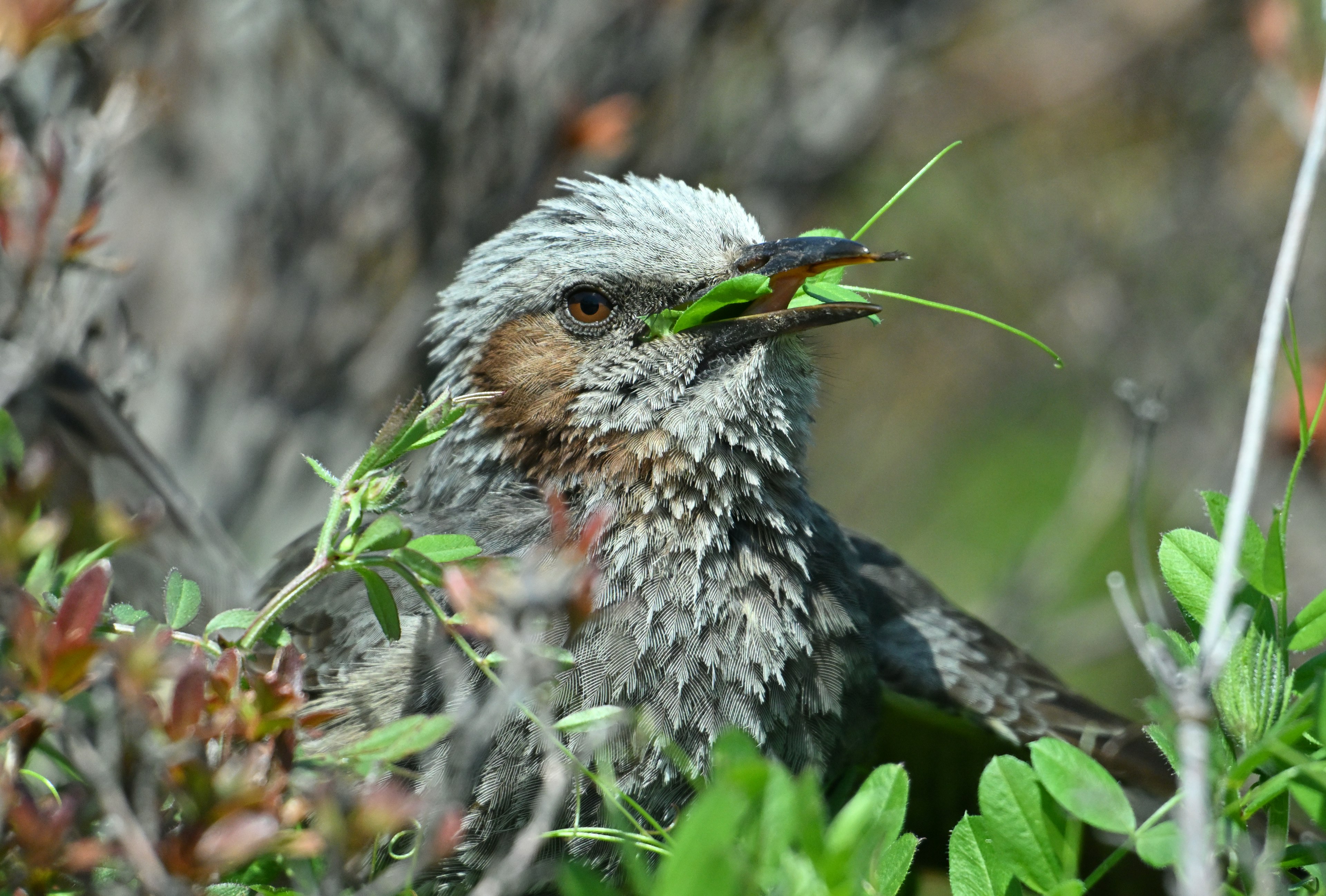 Vogel mit Gras im Schnabel zwischen grünen Blättern