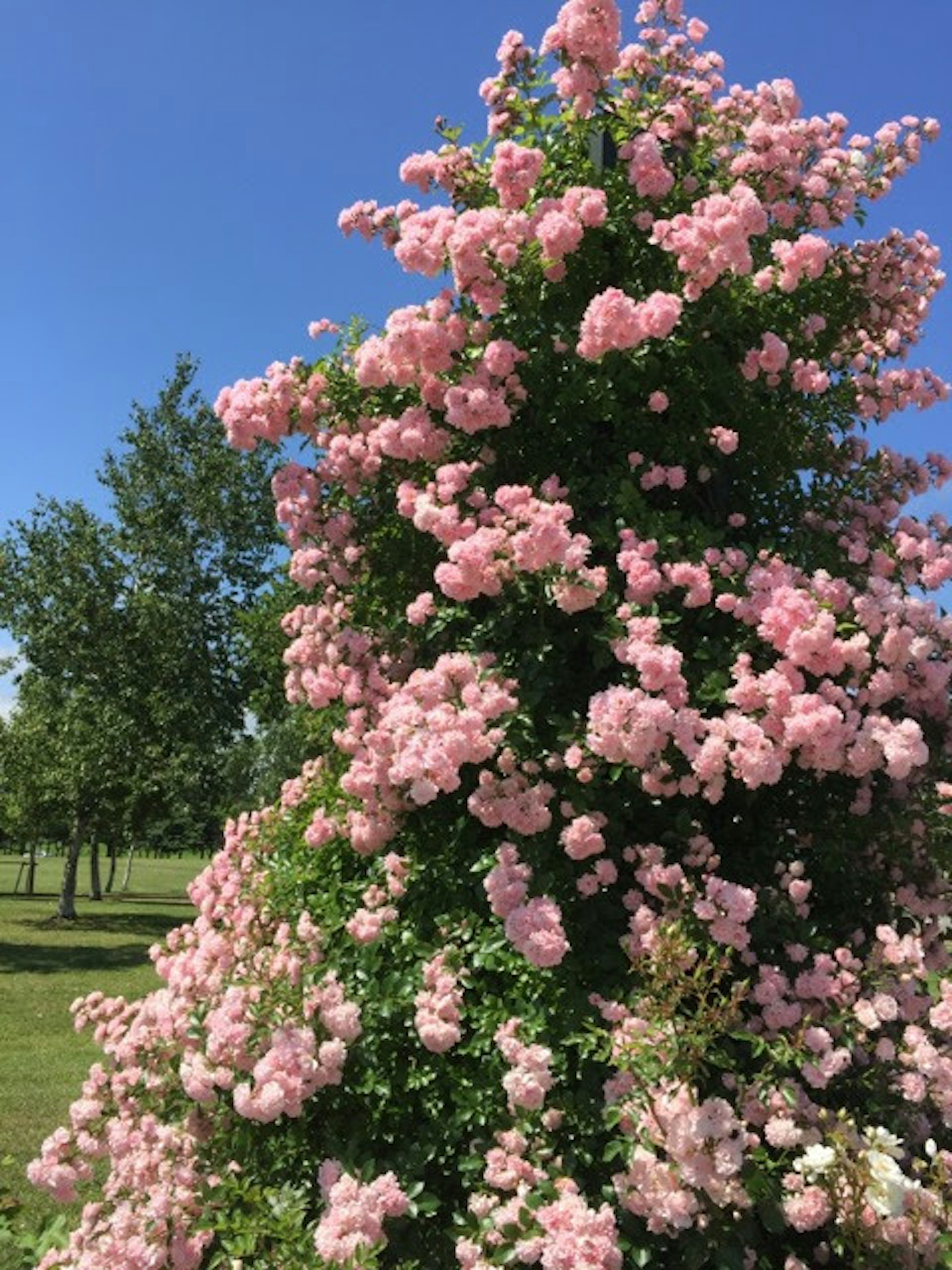 青空の下に咲くピンクの花が満開の木