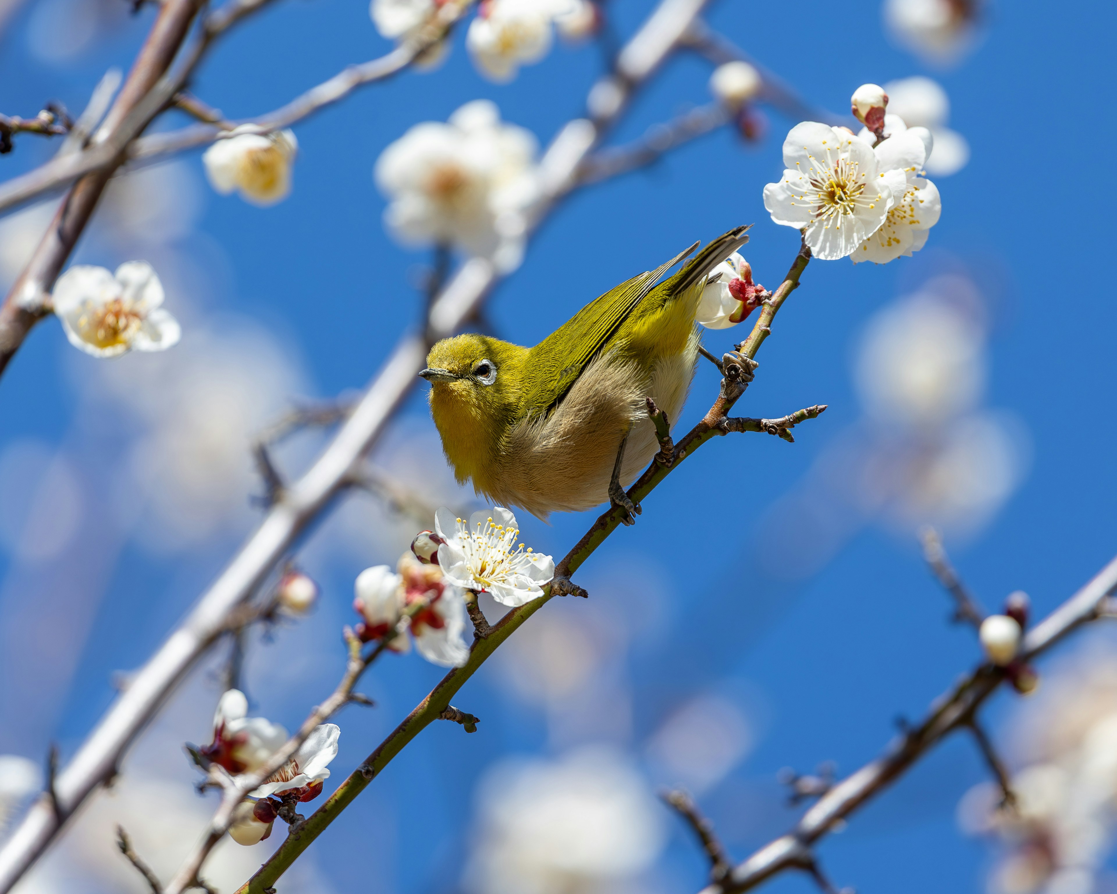 青空の下で梅の花に止まる小さな黄色い鳥