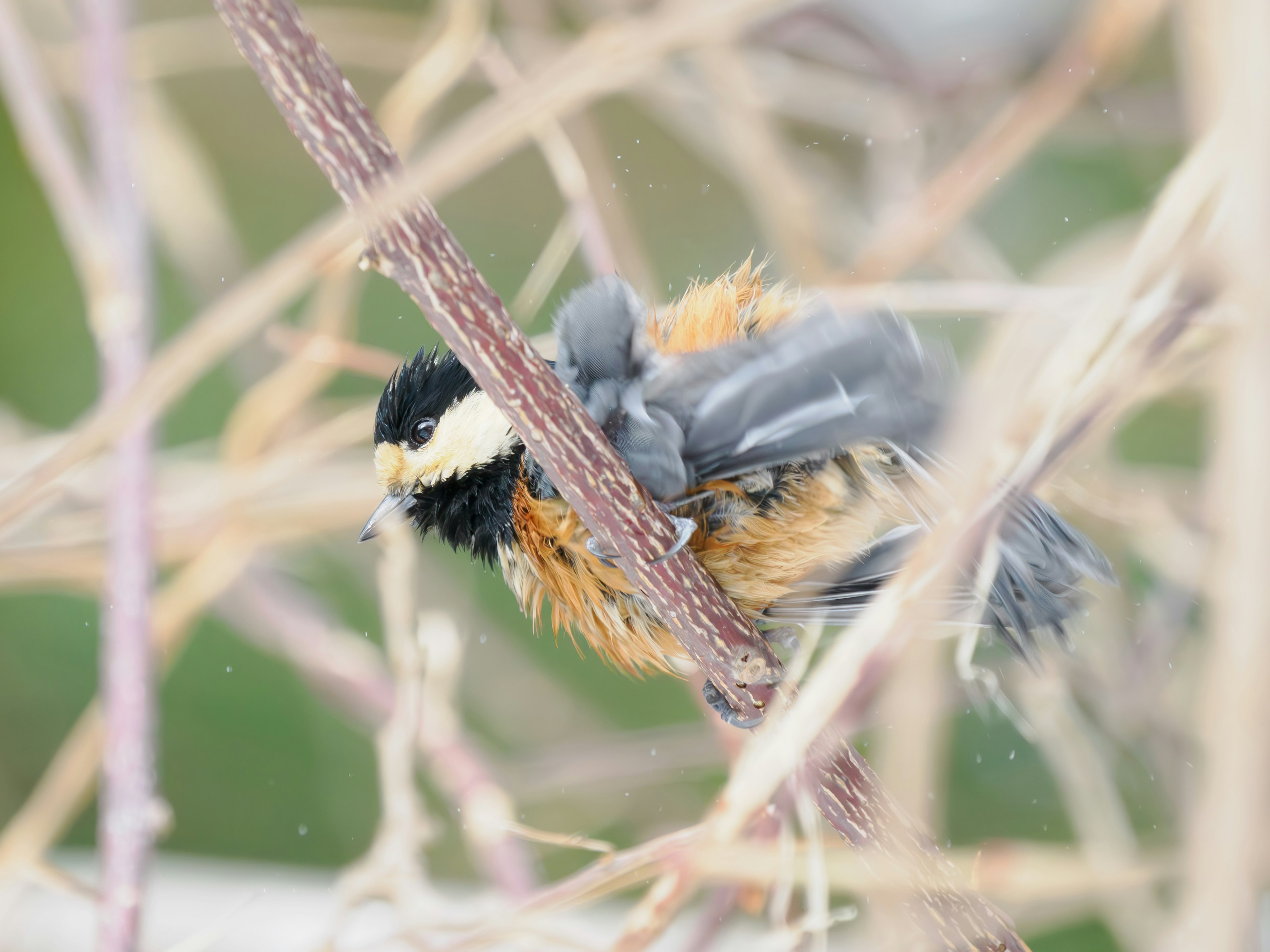 Nahaufnahme eines kleinen Vogels auf einem Ast mit braunen und grauen Federn verschwommener grüner Hintergrund