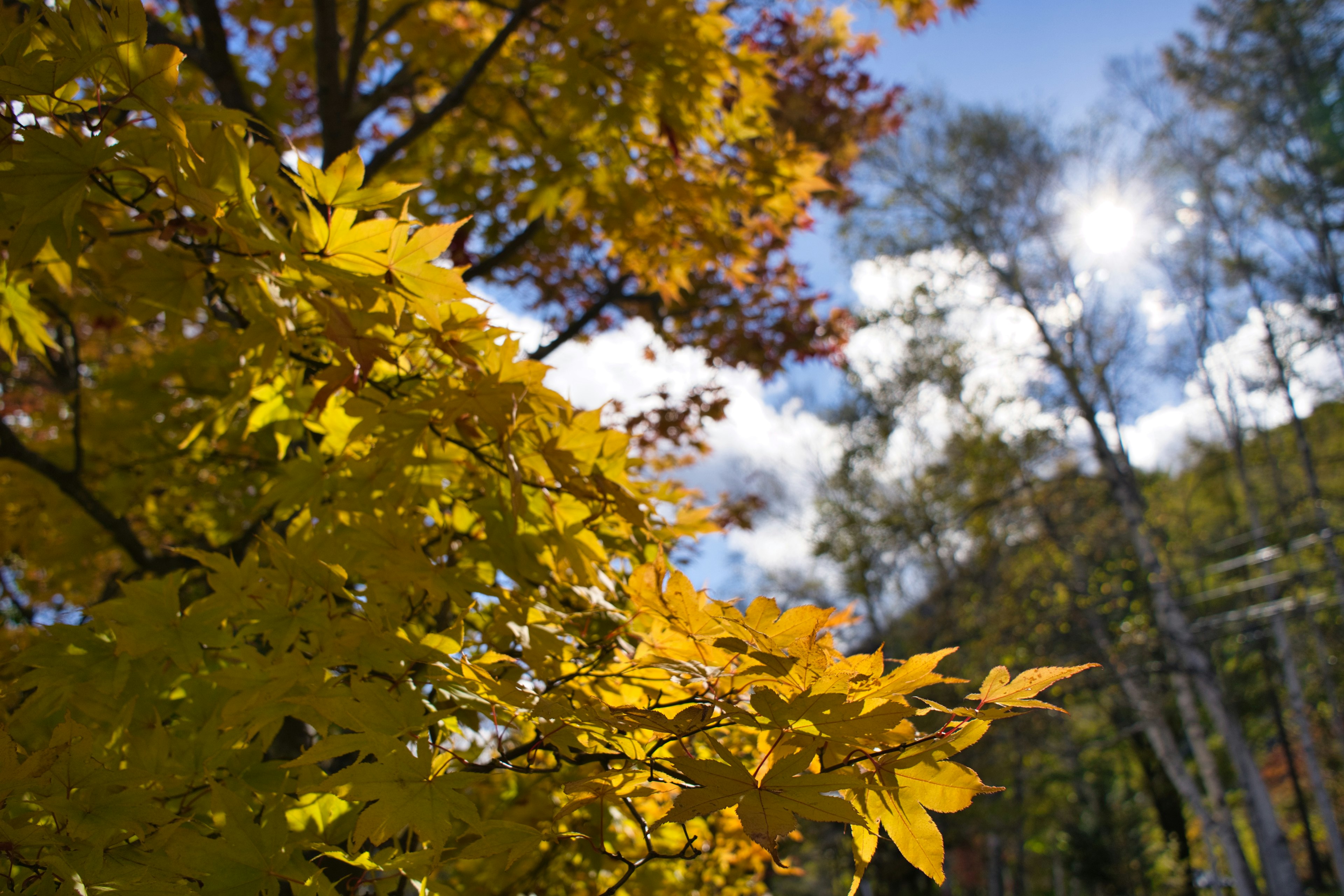 Lebendige gelbe Herbstblätter vor einem hellblauen Himmel