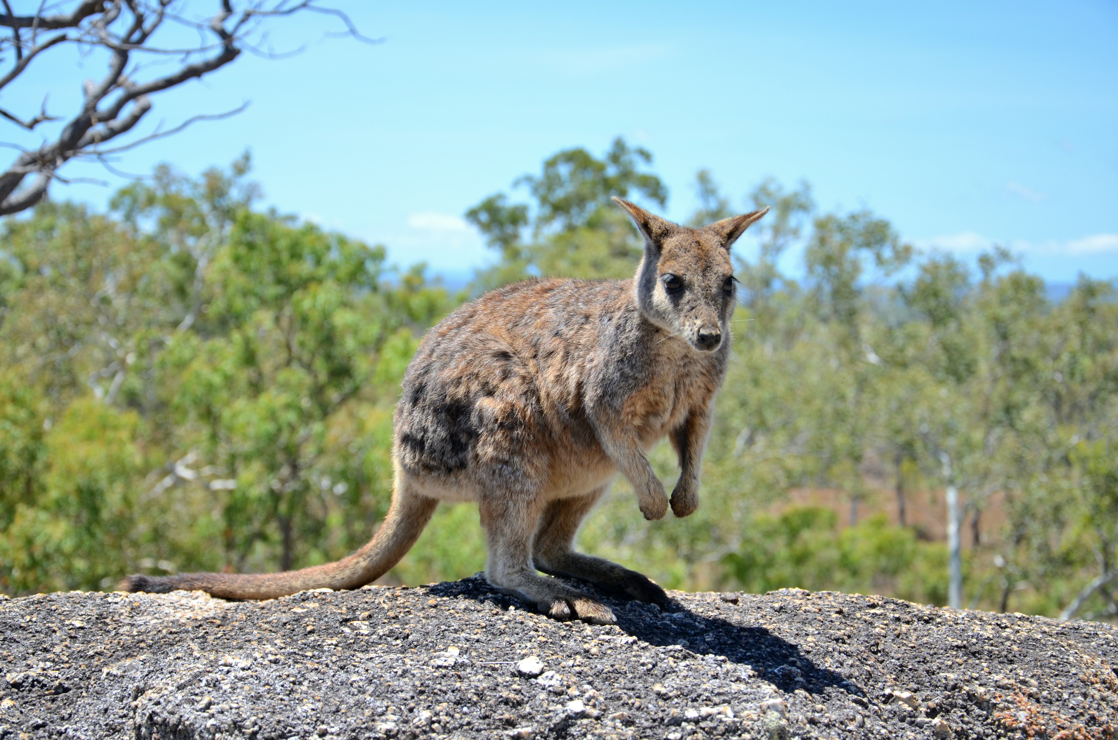 Seekor wallaby berdiri di atas batu dengan latar belakang hijau subur dan langit biru yang cerah