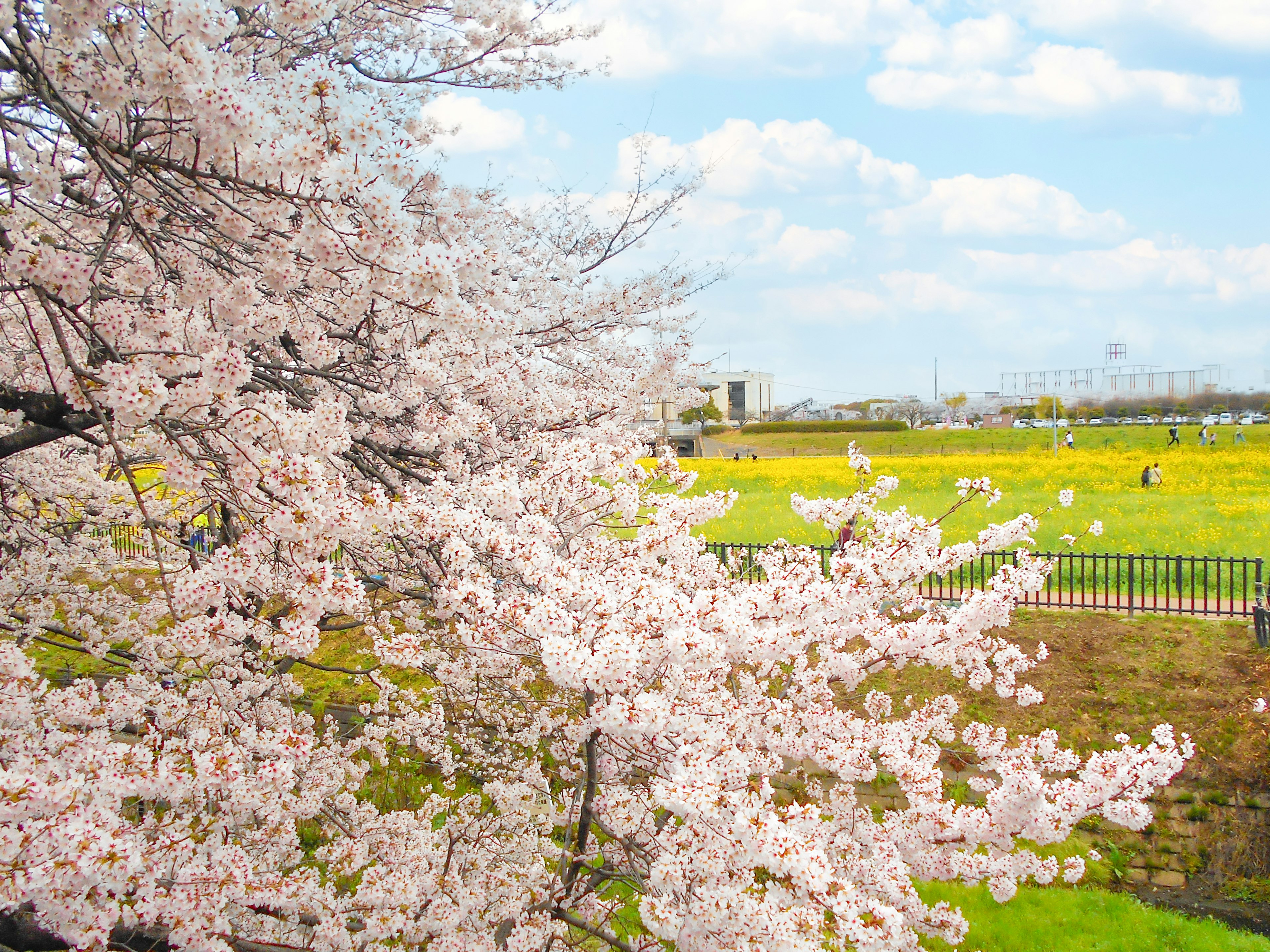 Blossoming cherry trees with a green field in the background