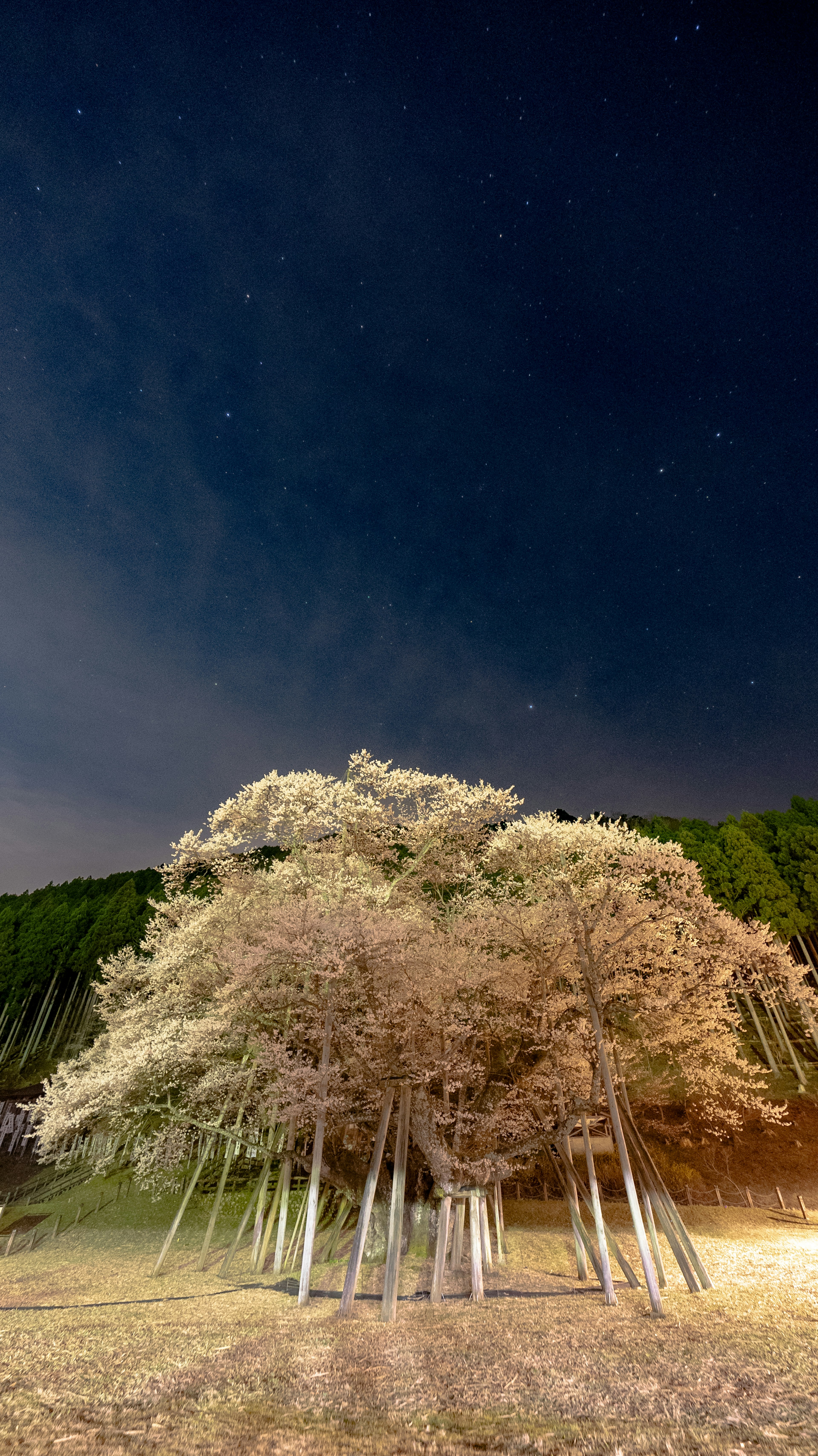 夜空の下に立つ木の群れと星々の眺め