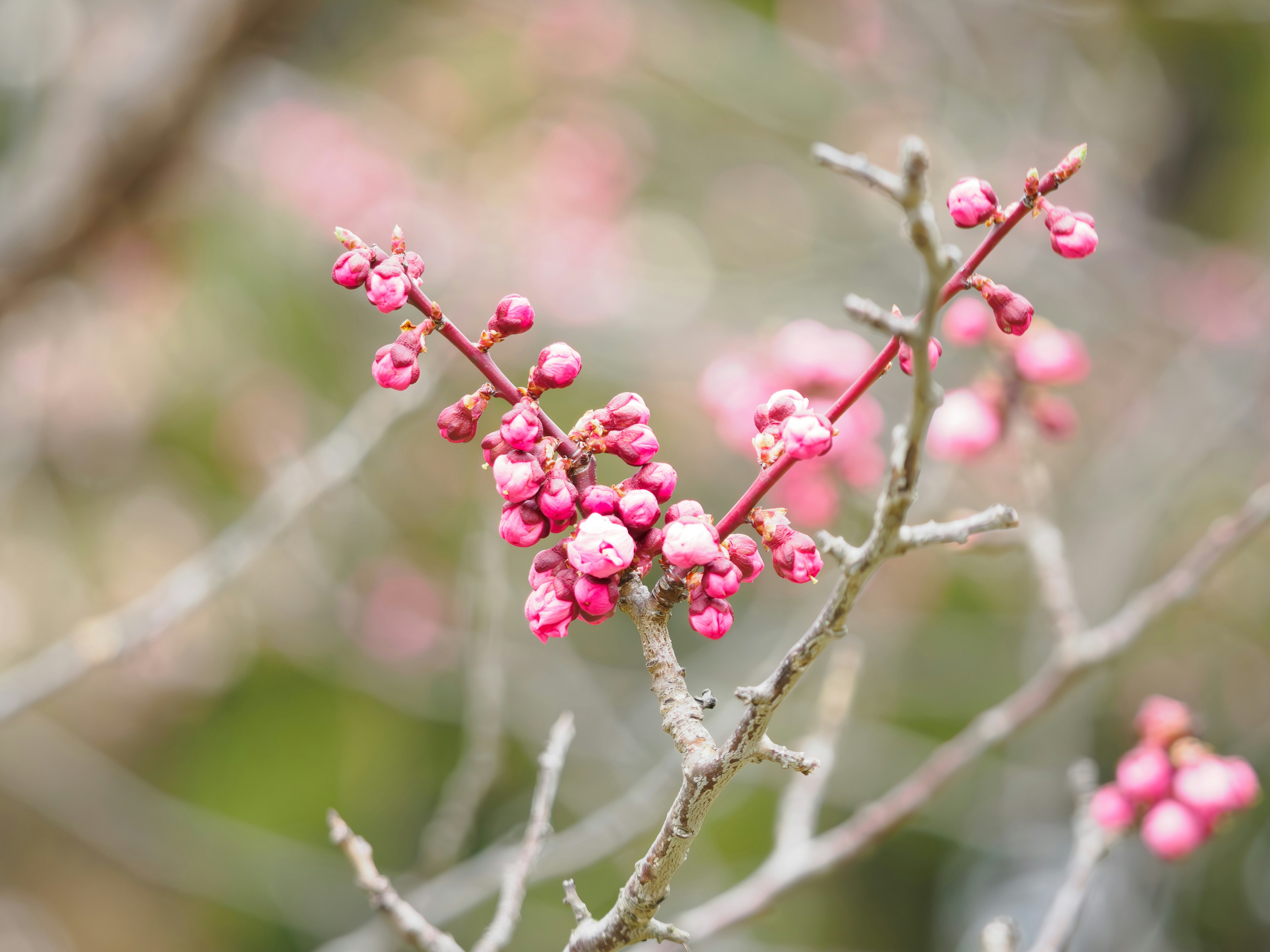 A branch with clusters of light pink flowers against a blurred background