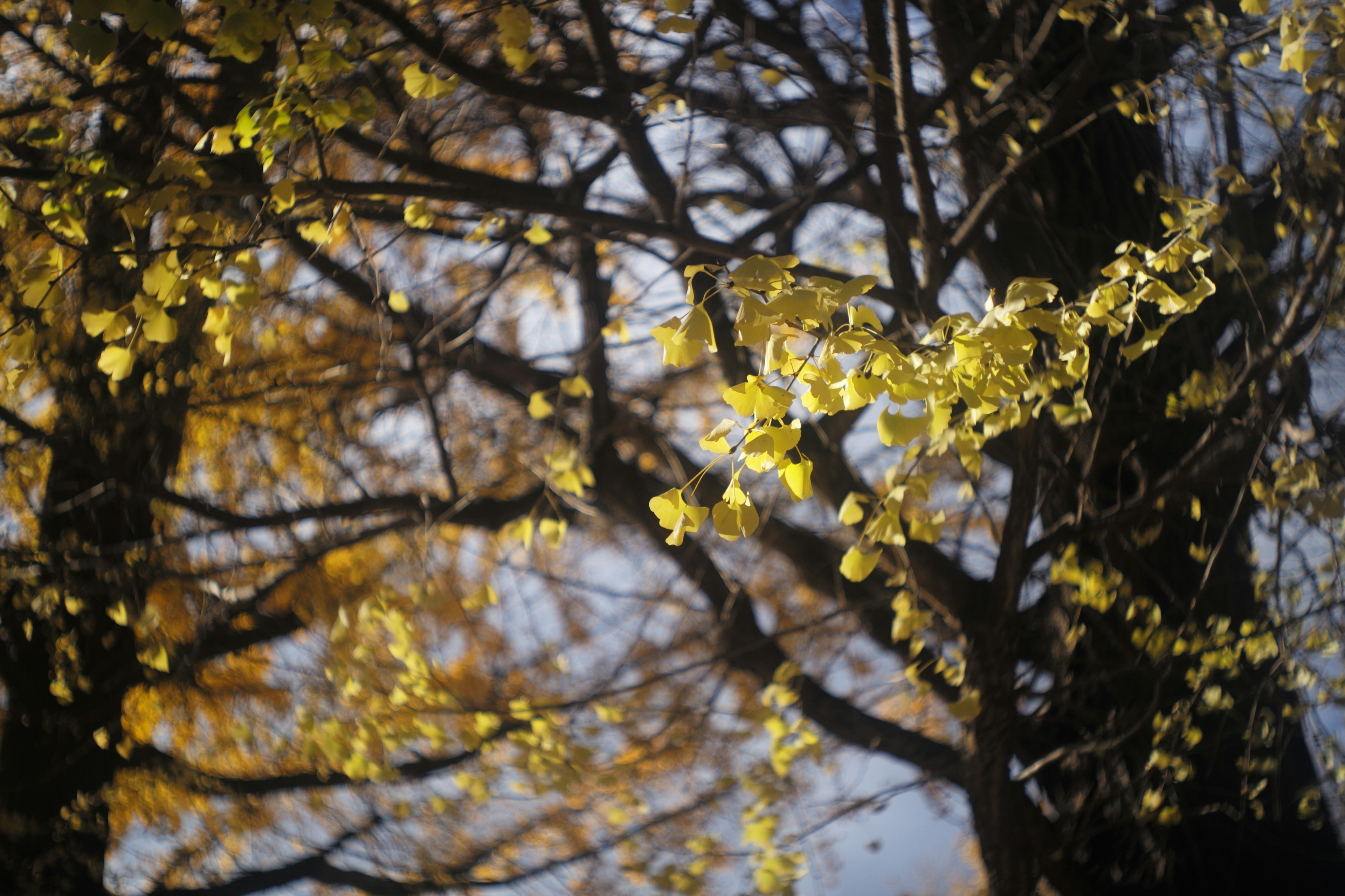 Branches d'arbres ornées de feuilles d'automne éclatantes