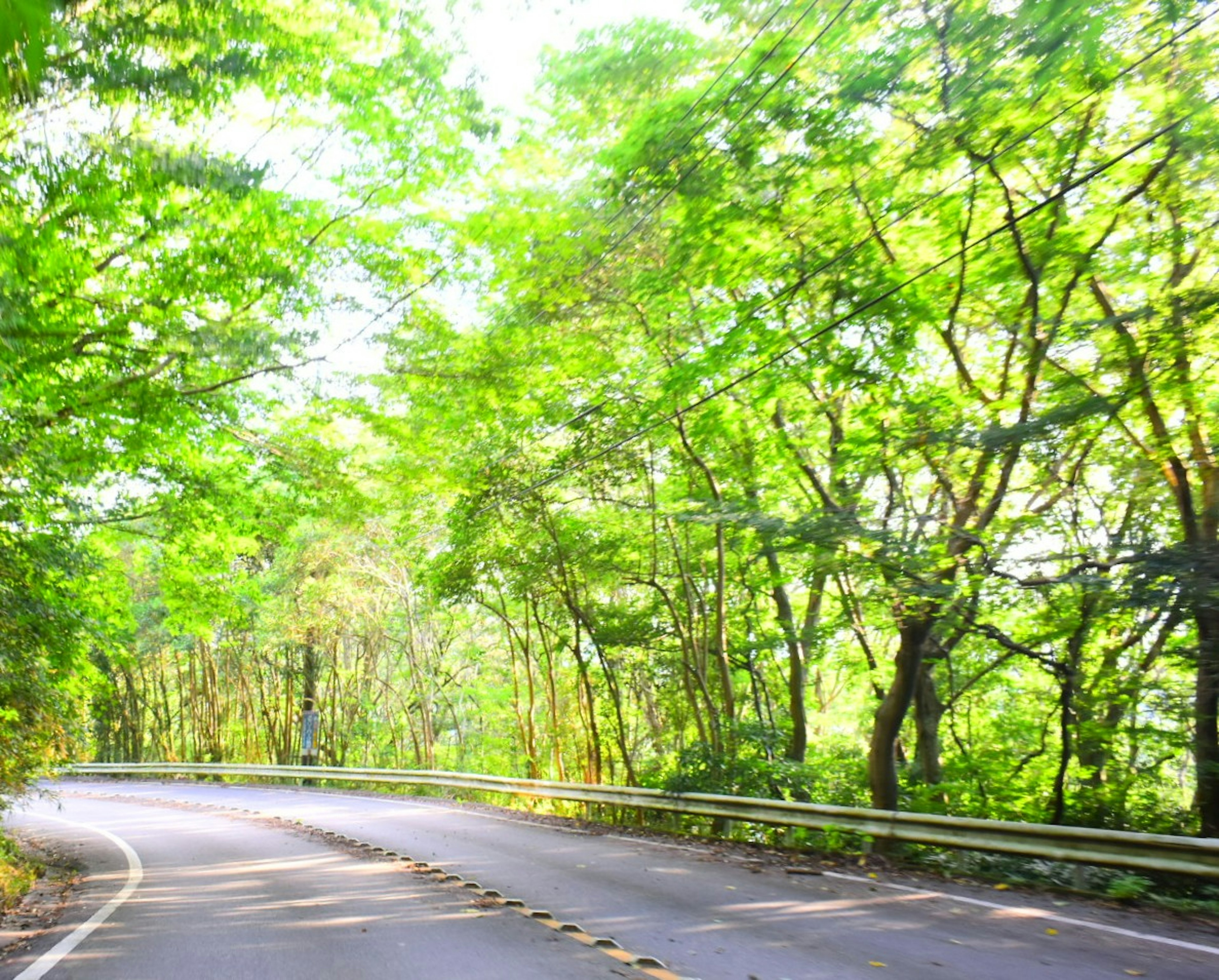 緑豊かな木々に囲まれた曲がりくねった道路