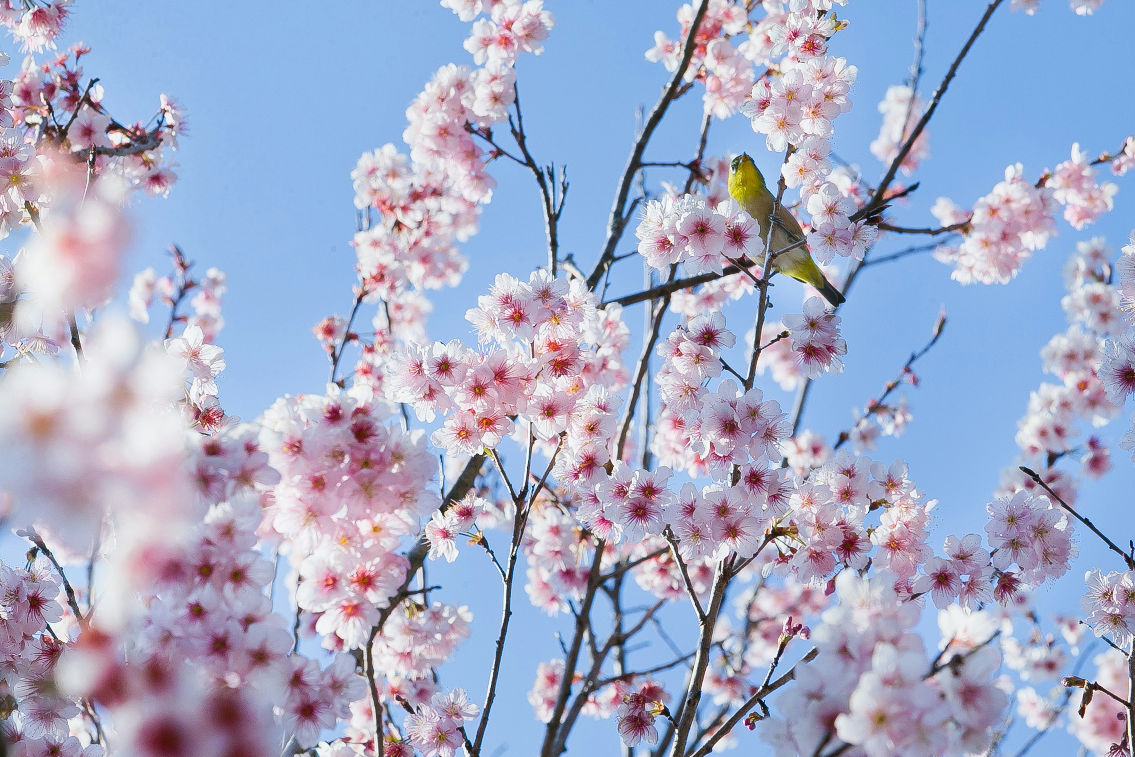 Eine lebendige Szene eines Vogels, der auf Kirschblüten sitzt