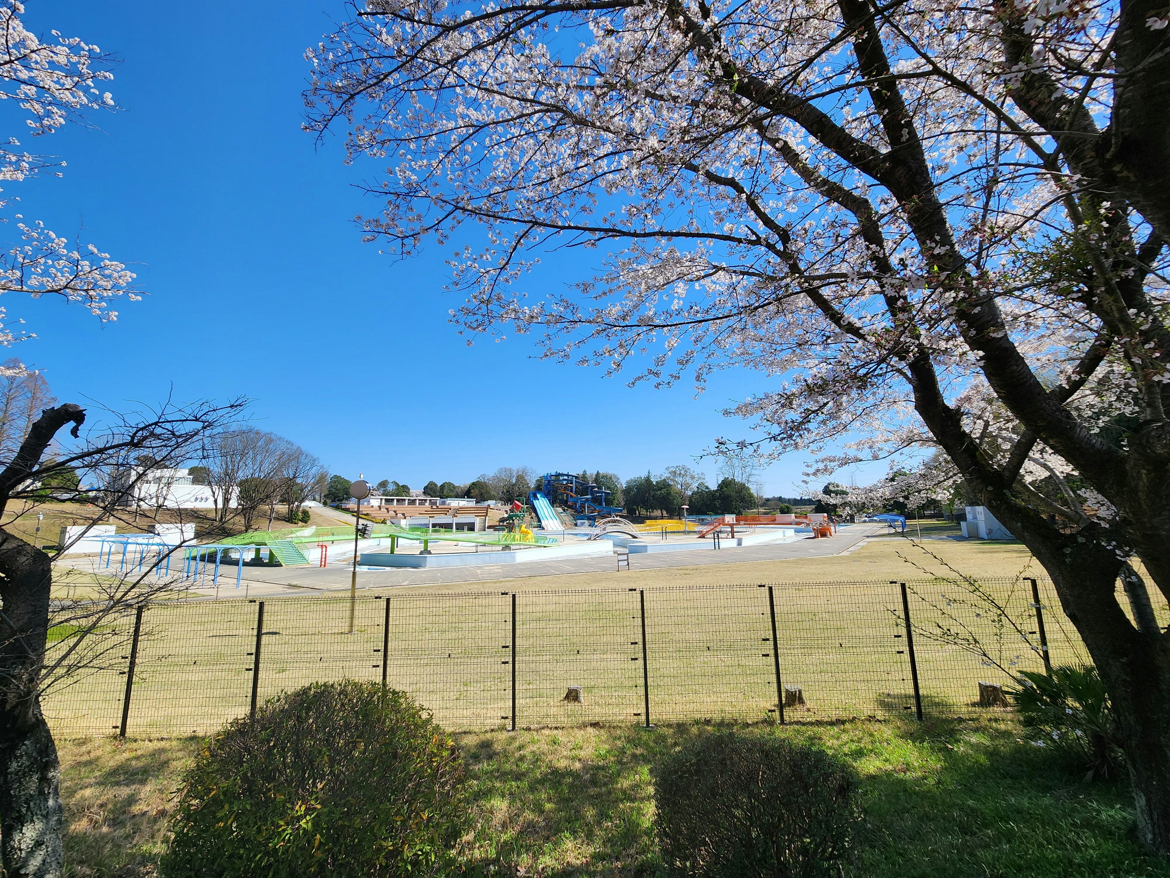 Parklandschaft mit blühenden Kirschbäumen blauem Himmel und weitläufiger Wiese