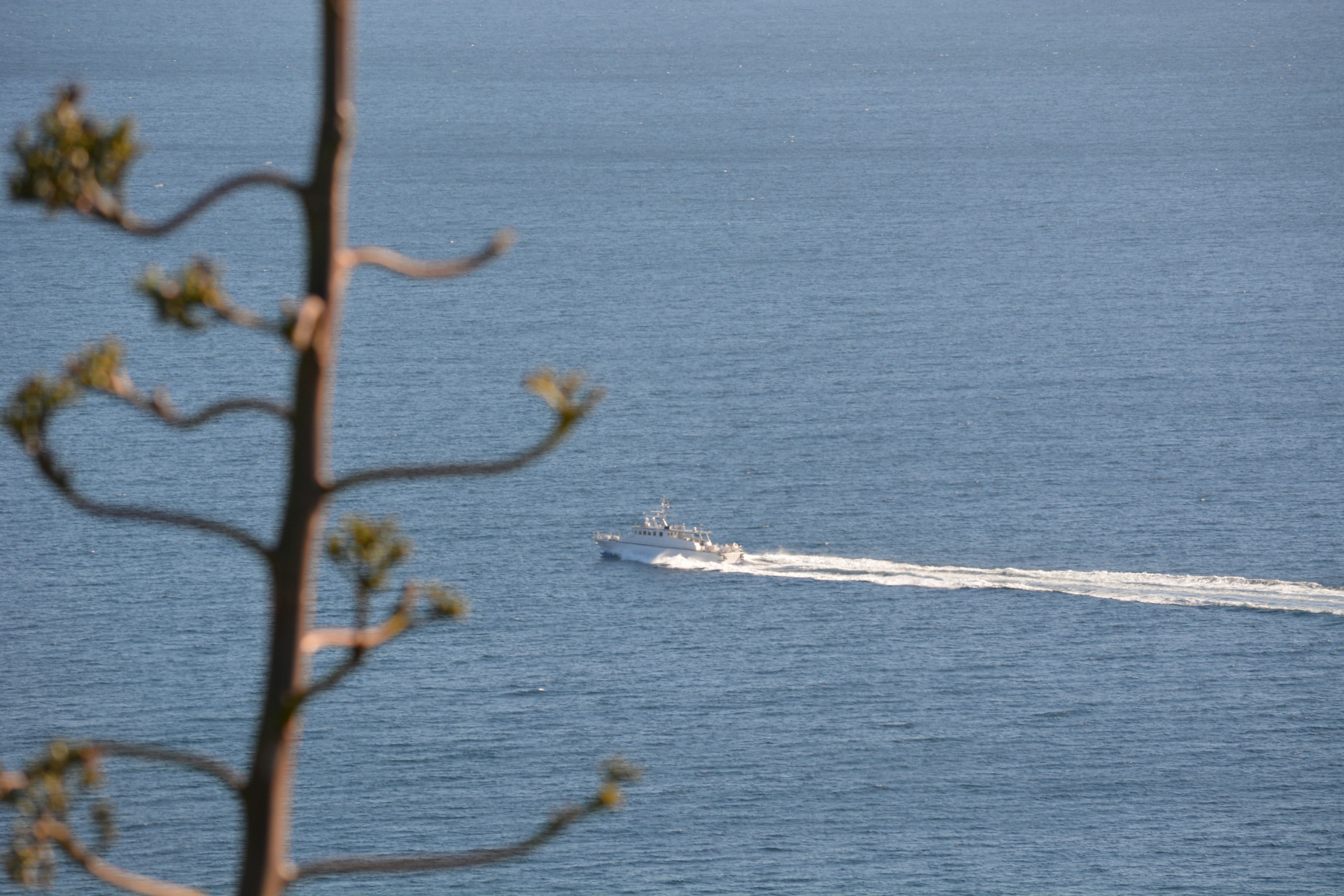 Un bateau naviguant sur l'océan avec la silhouette d'un arbre au loin