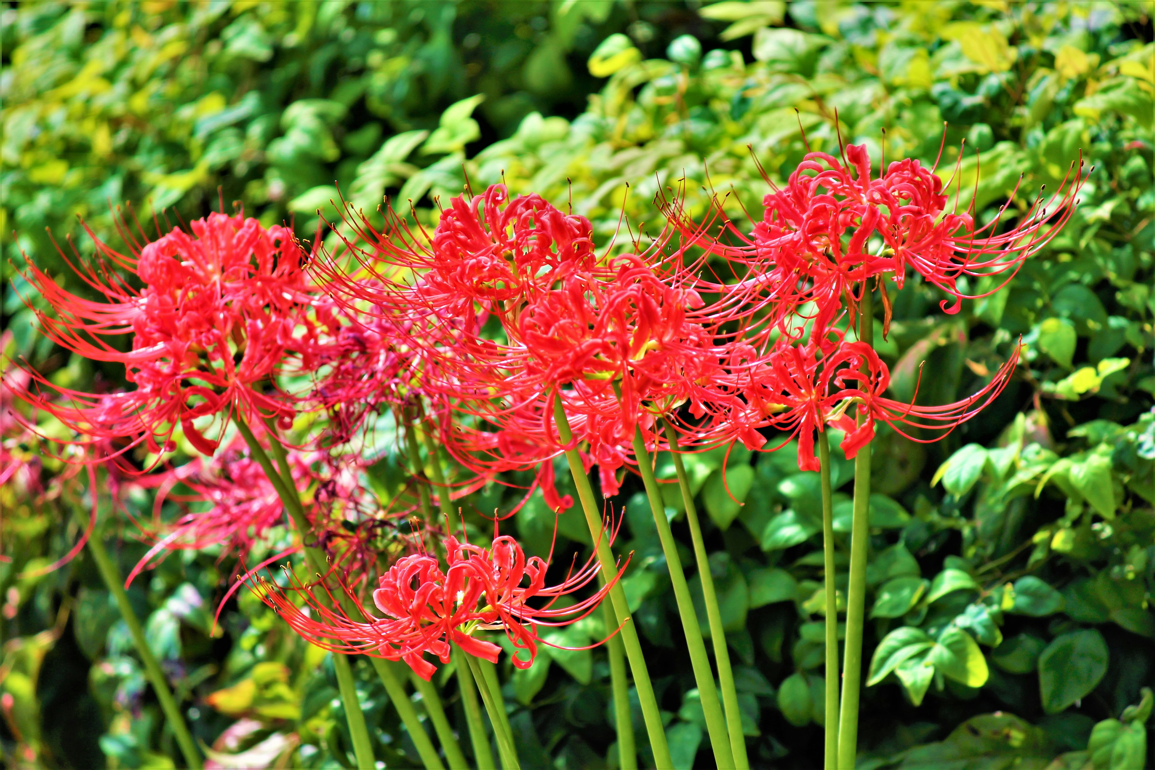 Vibrant red spider lilies blooming among green foliage