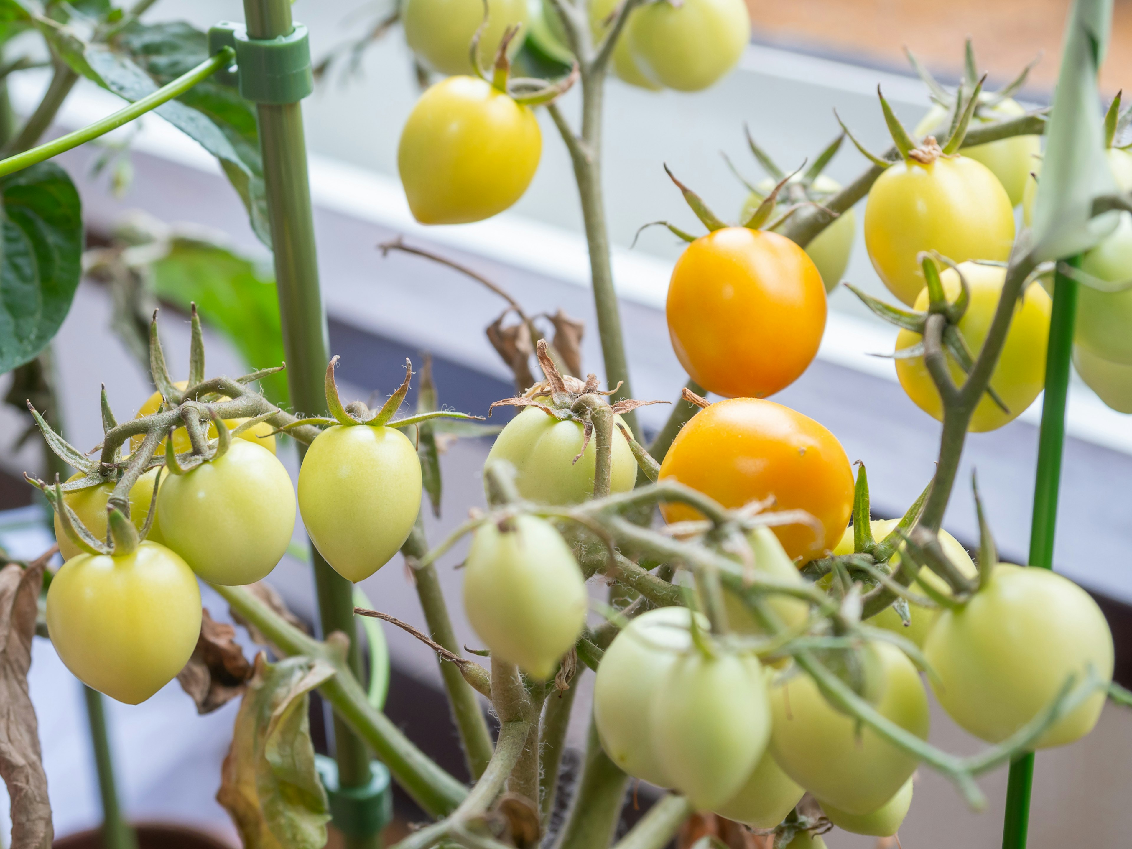 Primo piano di una pianta con pomodori gialli e verdi