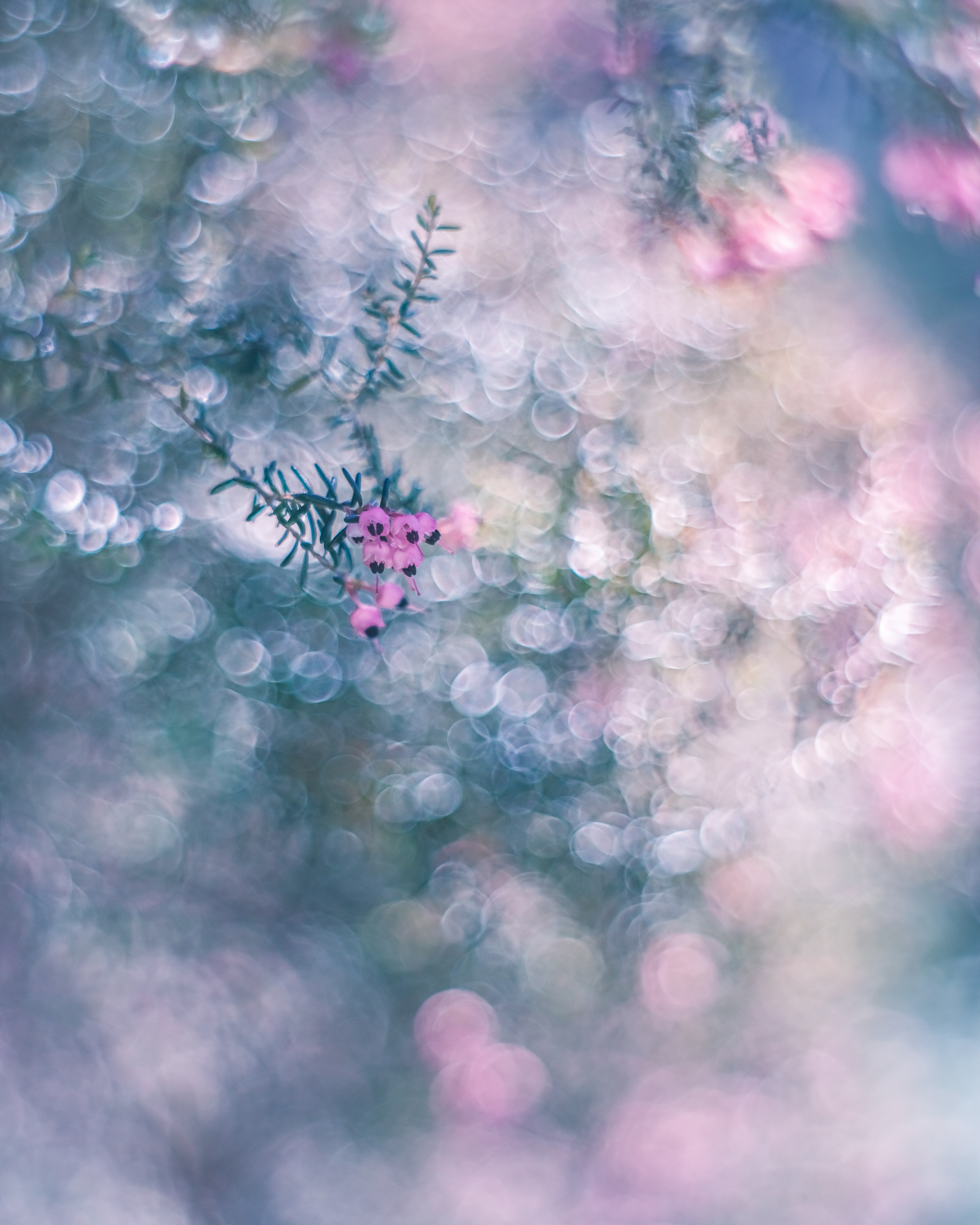 Ein traumhaftes Bild mit sanftem, verschwommenem Hintergrund und markanten rosa Blumen