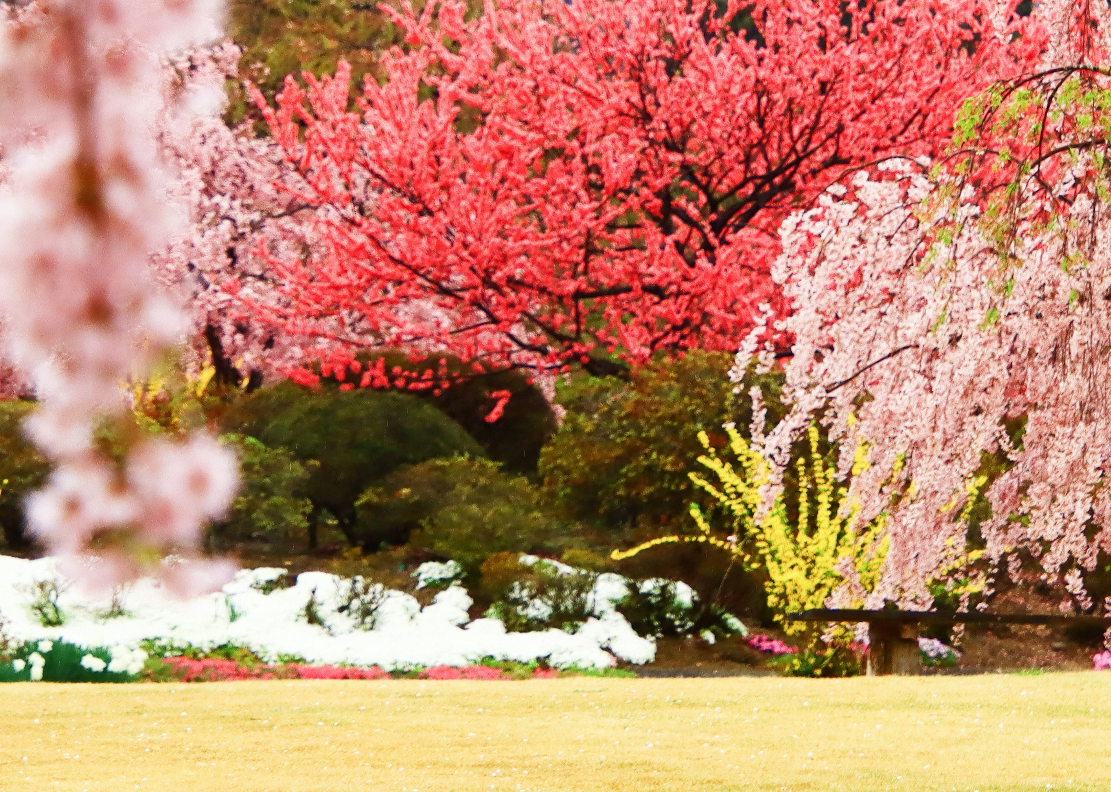 美しい桜の木が咲いている庭の風景